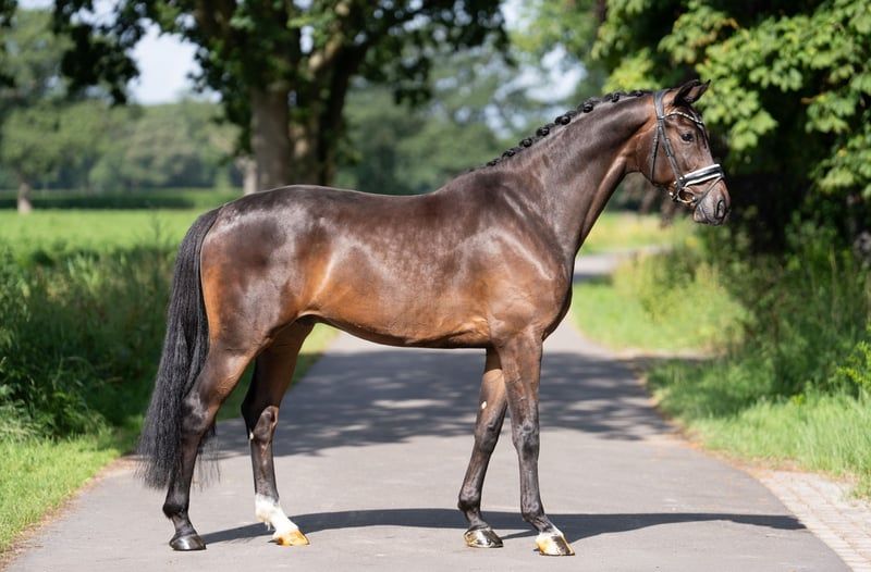 kwpn dressuurpaard ruin 5 jaar donkerbruin te koop - Foto 3