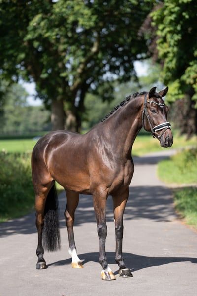 kwpn dressuurpaard ruin 5 jaar donkerbruin te koop - Foto 2