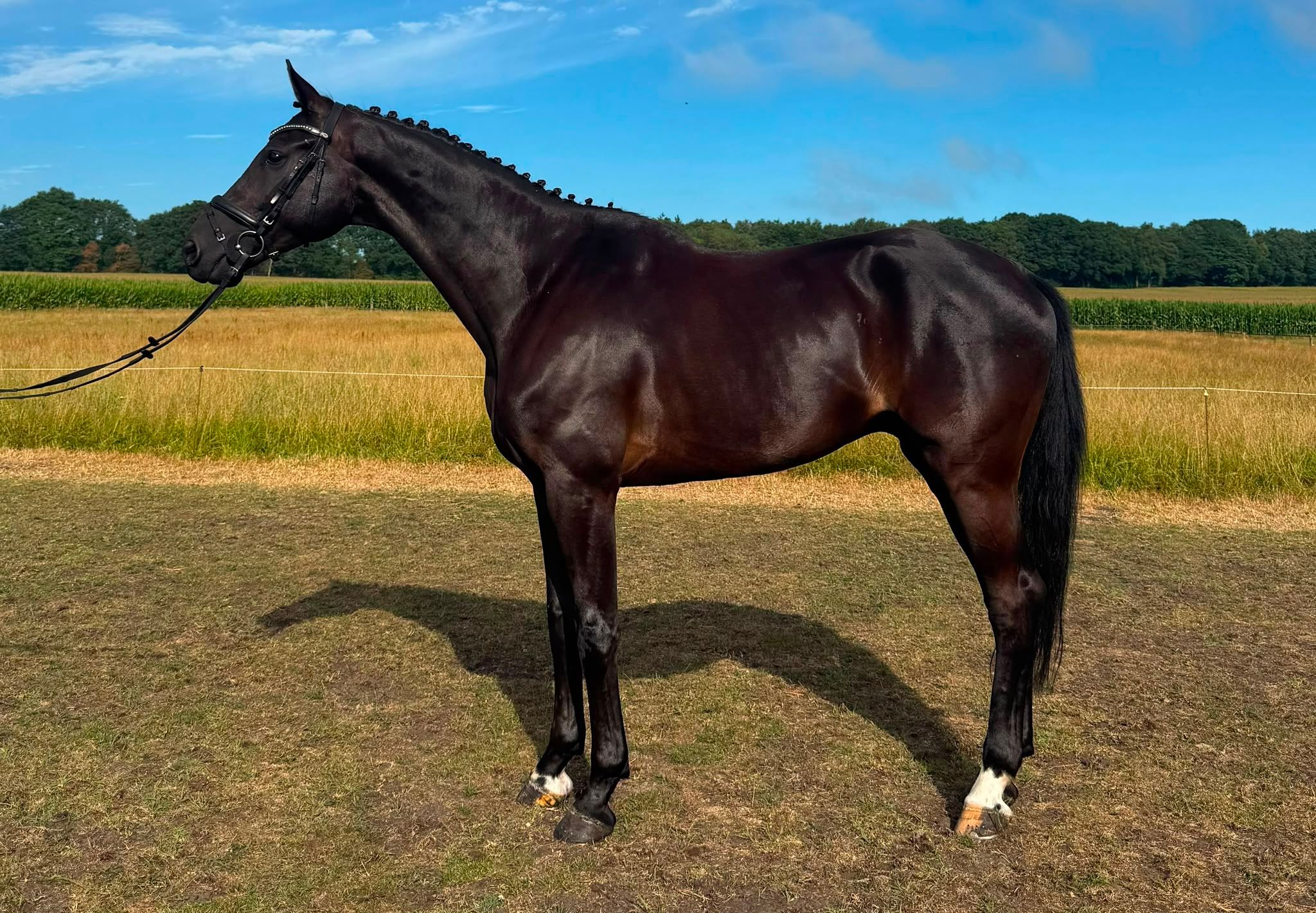 dressuurpaard ruin te koop - Foto 4
