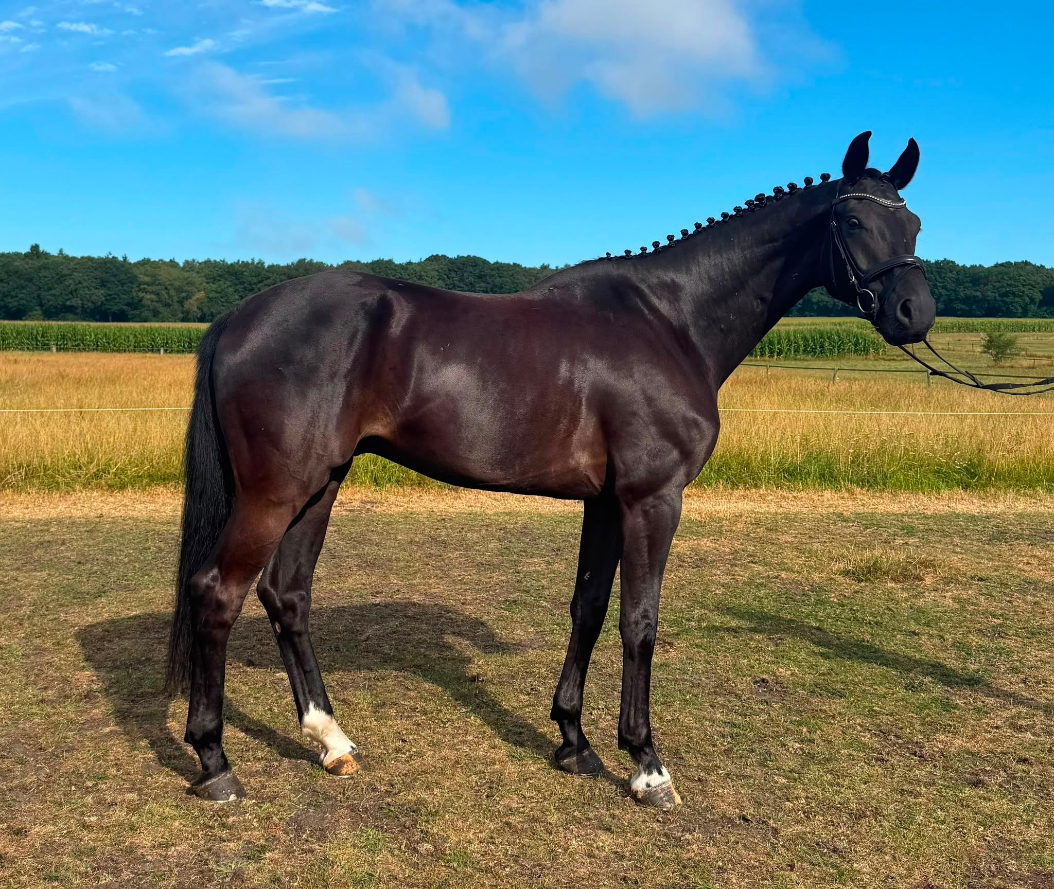 dressuurpaard ruin te koop - Foto 5
