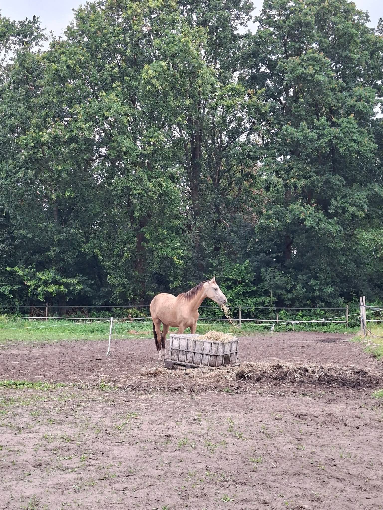 nrps dressuurpaard ruin 3 jaar andere-kleur te koop - Foto 2