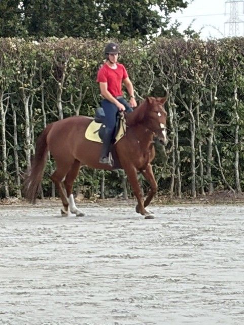 bwp eventingpaard merrie 7 岁 vos 出售 - 照片 2