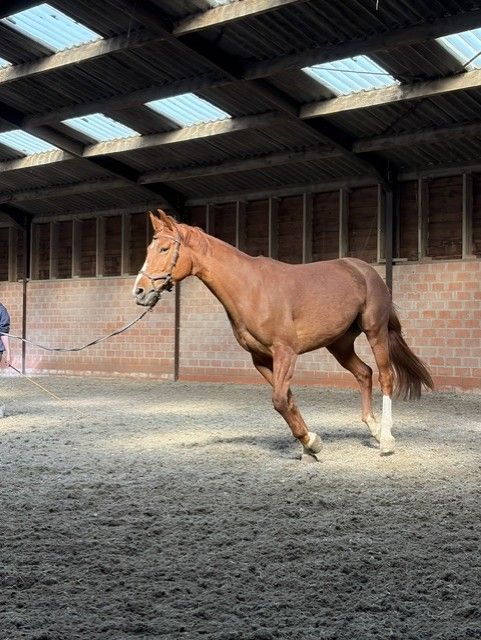 bwp eventingpaard merrie 7 岁 vos 出售 - 照片 3