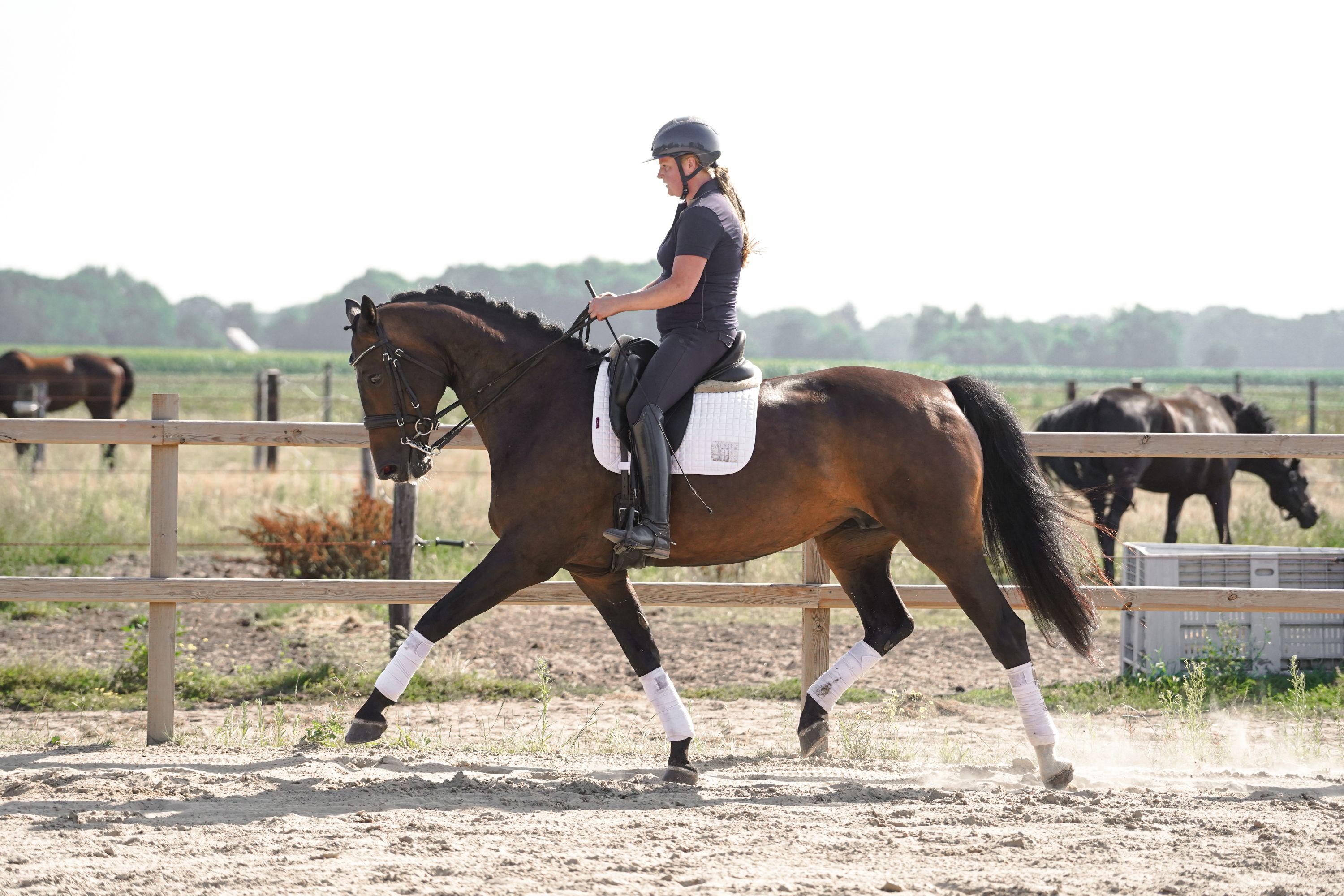 kwpn dressuurpaard merrie 10 jaar donkerbruin te koop - Foto 2