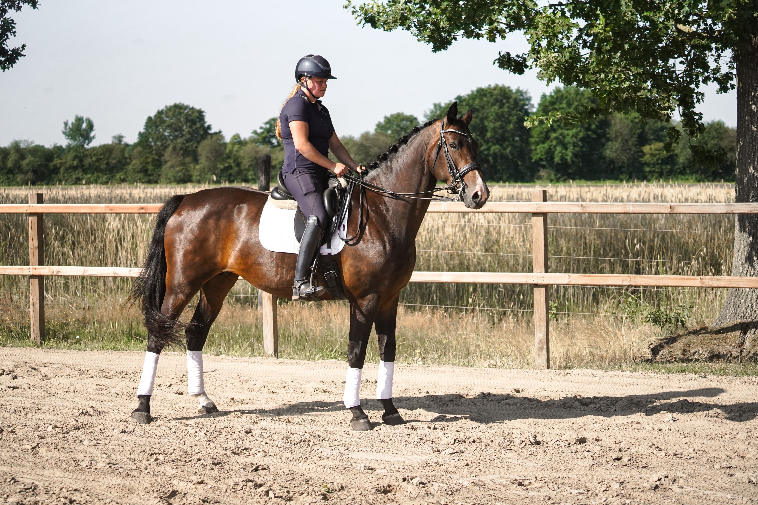 Stb. Elite. Ibop. Jument de sport