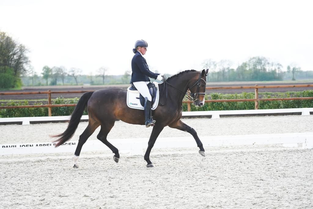 kwpn dressuurpaard merrie 10 jaar donkerbruin te koop - Foto 3
