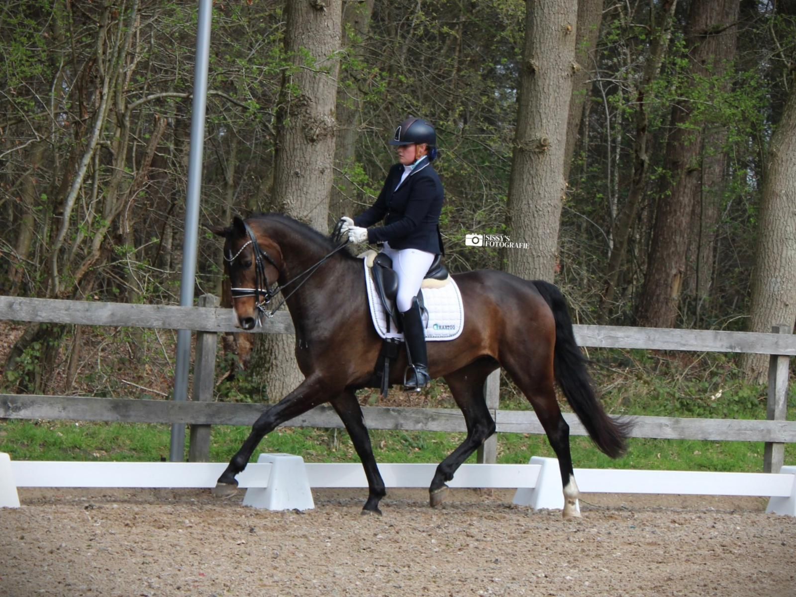 kwpn dressuurpaard merrie 10 jaar donkerbruin te koop - Foto 4