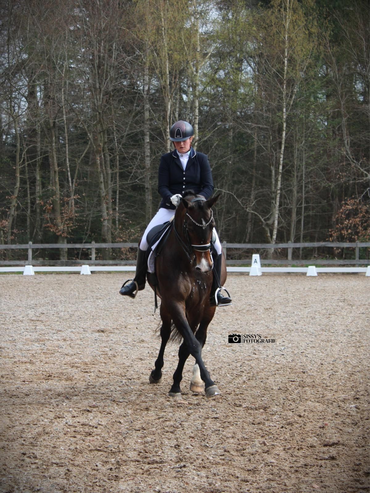 kwpn dressuurpaard merrie 10 jaar donkerbruin te koop - Foto 5