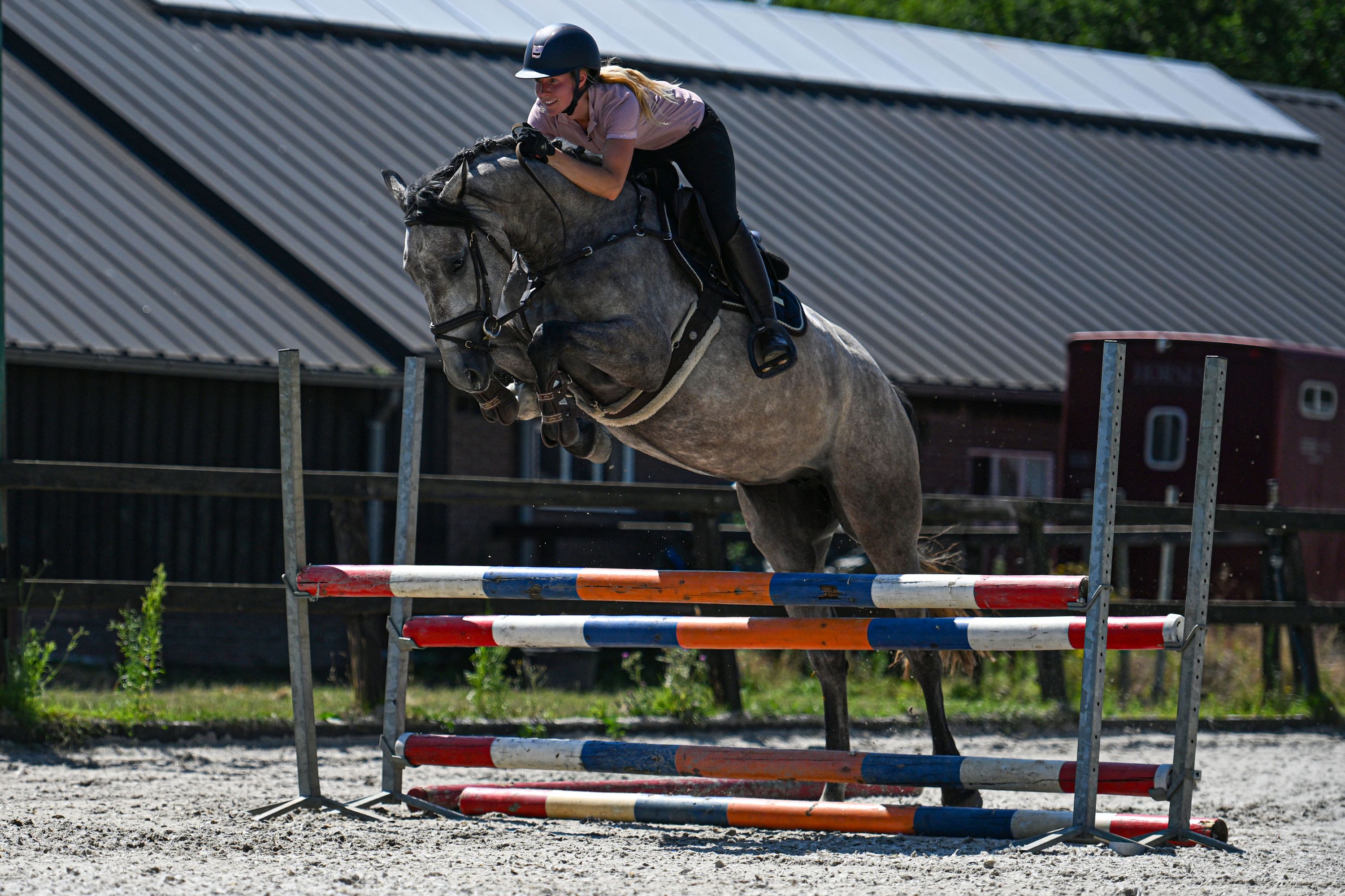 KWPN springpaard merrie 3 jaar schimmel te koop - Foto 2