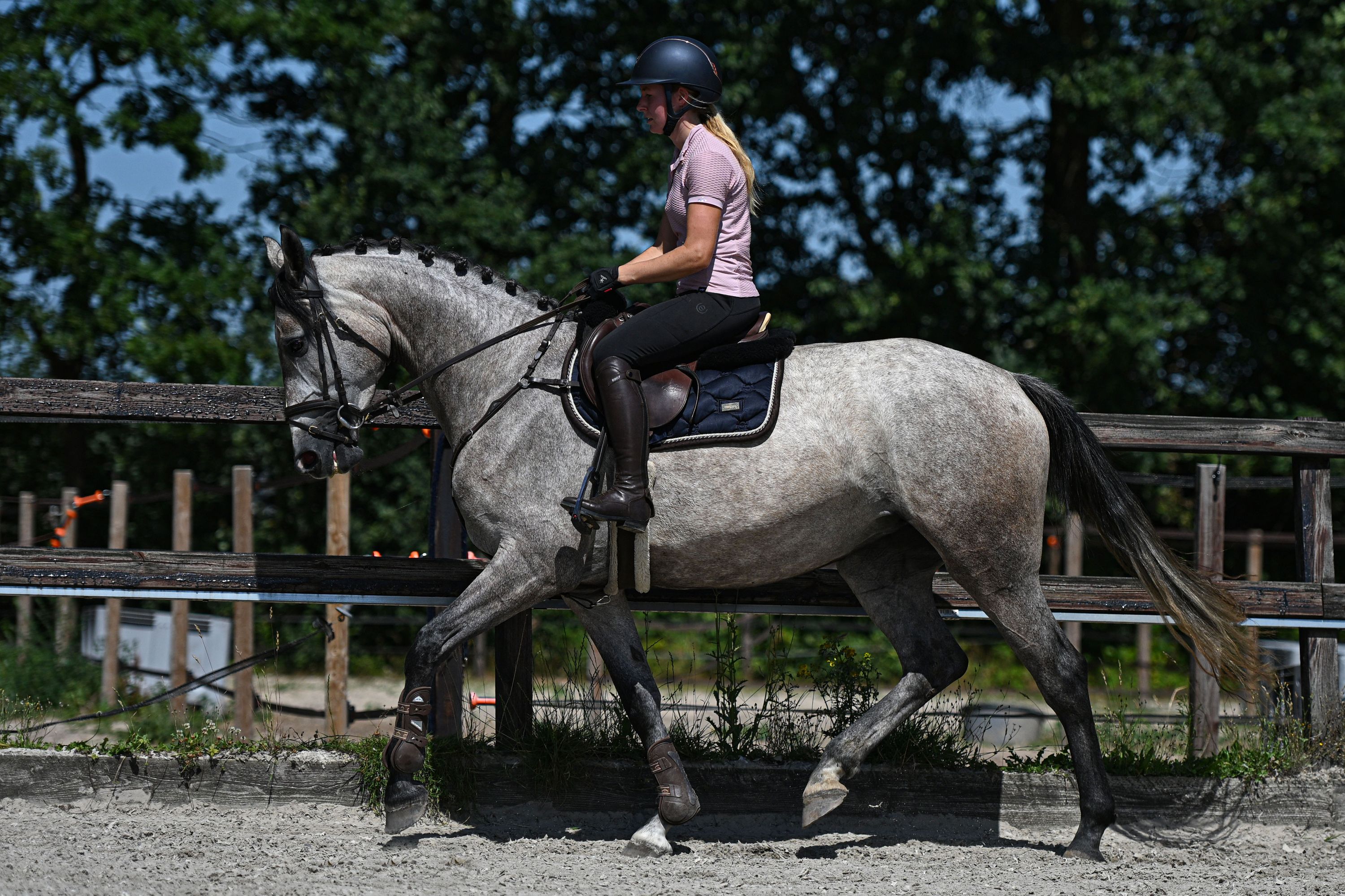 KWPN springpaard merrie 3 jaar schimmel te koop - Foto 4