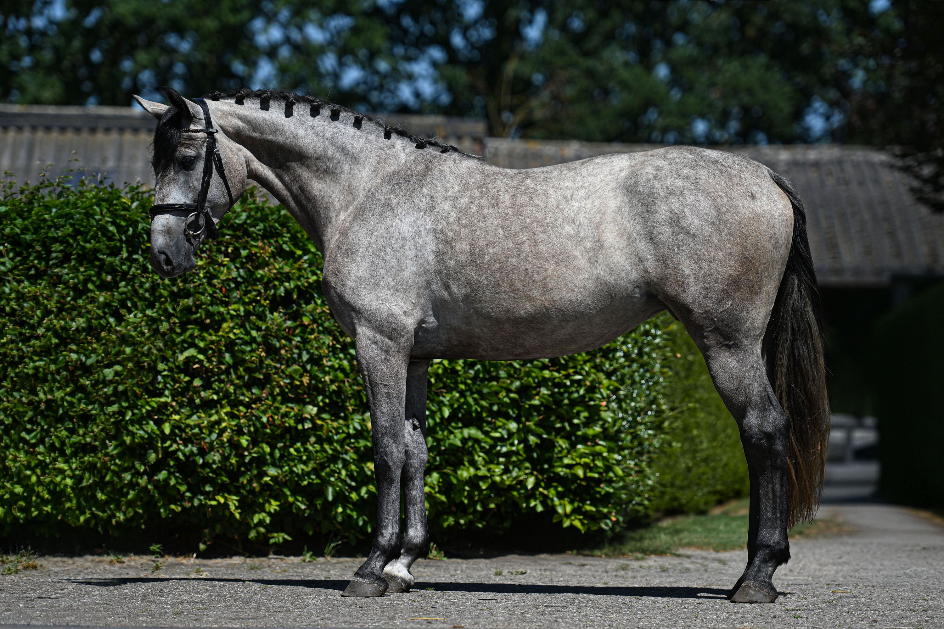 KWPN springpaard merrie 3 jaar schimmel te koop - Foto 3