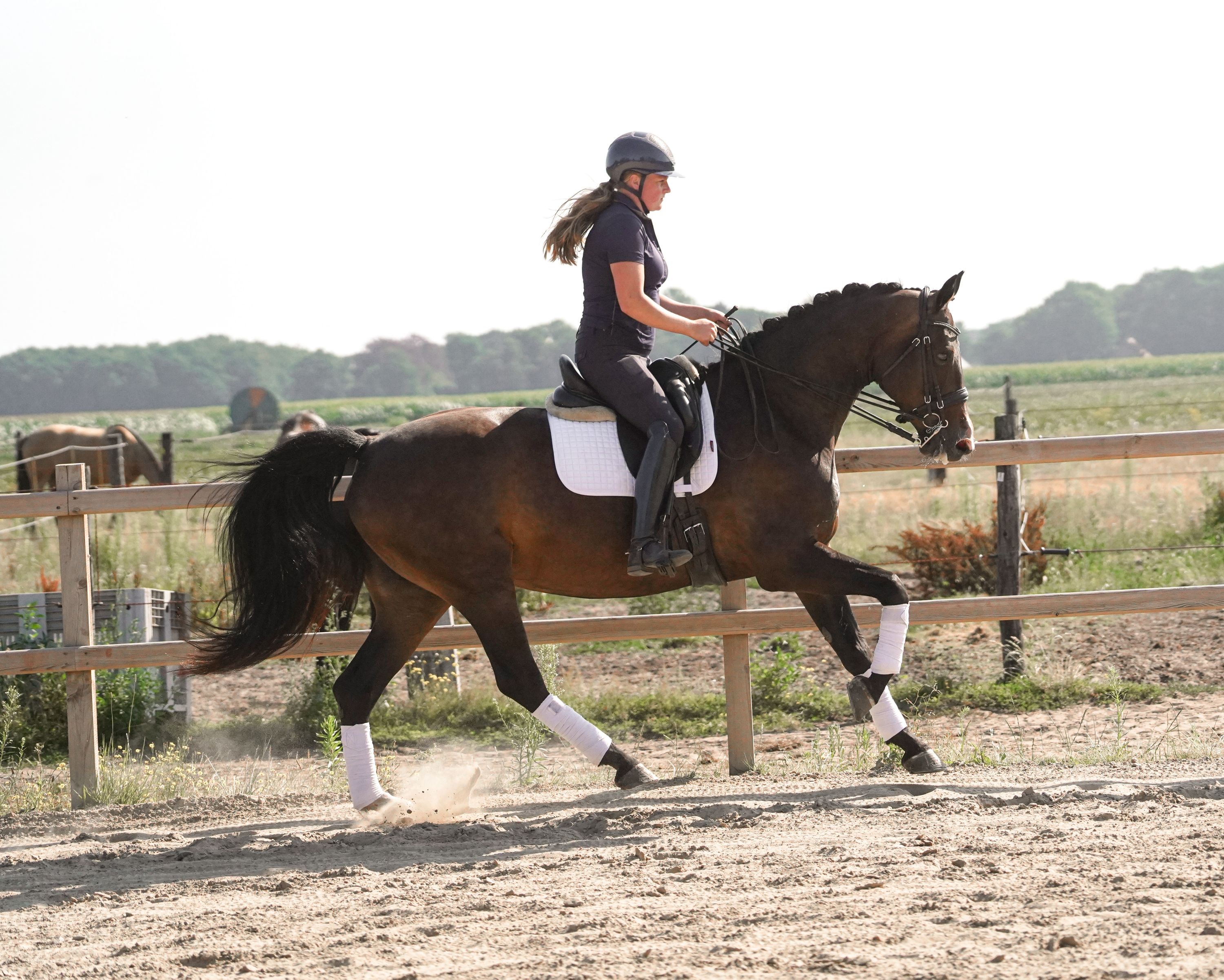 kwpn dressuurpaard merrie 10 years old donkerbruin for sale - Photo 2