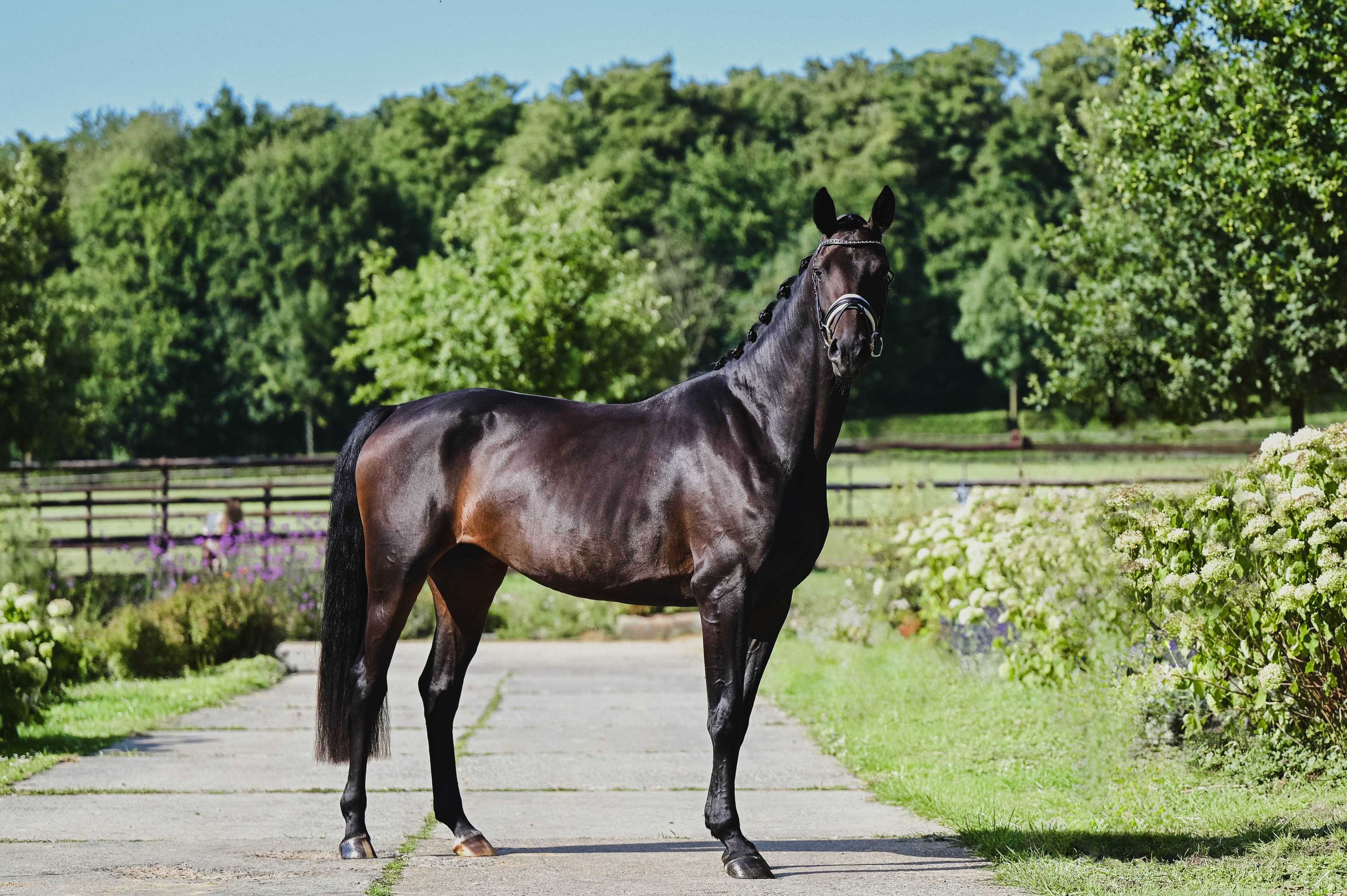 Chique 4 jarige dressuurmerrie (Daily Diamond x Negro)