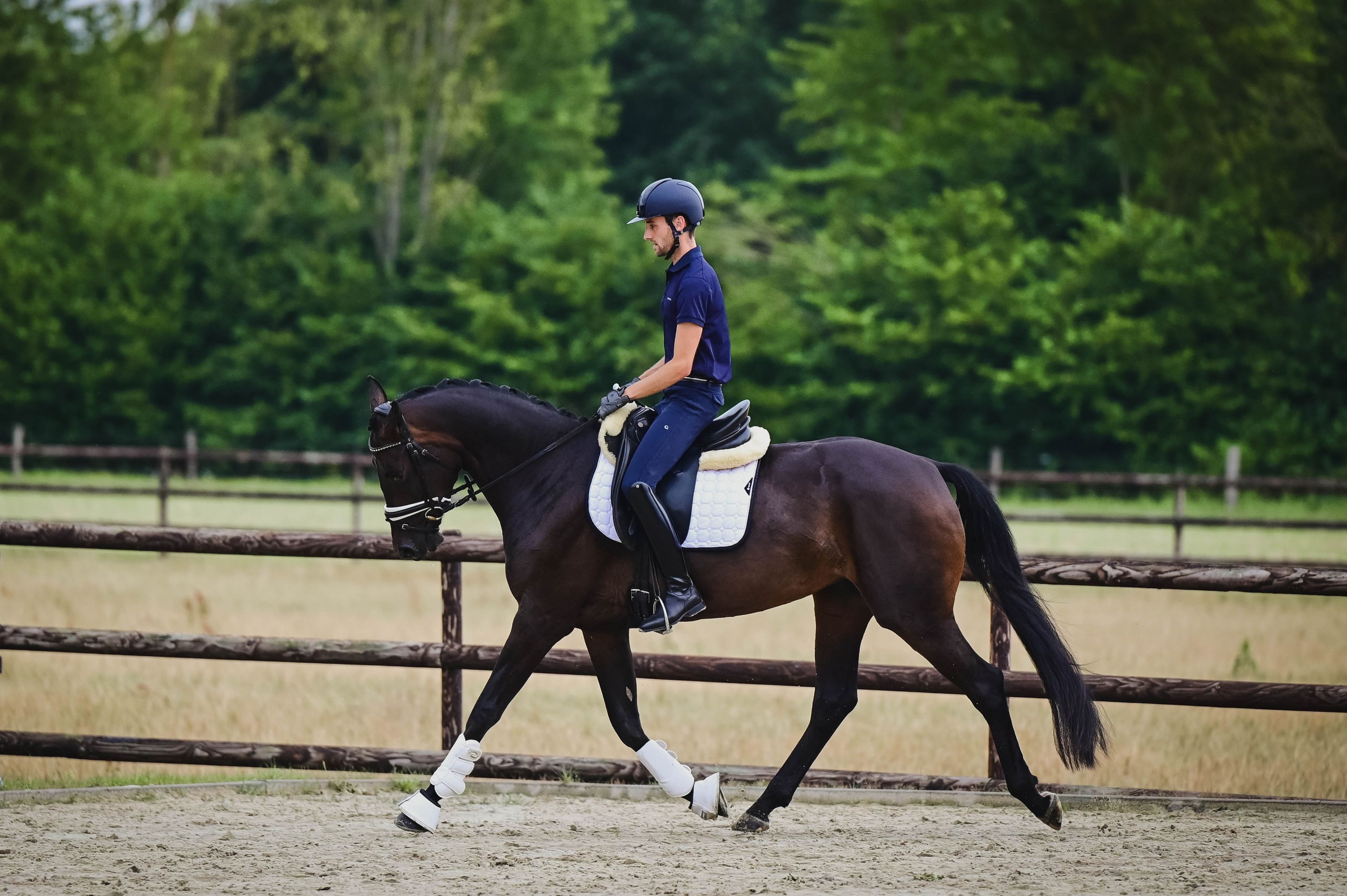 kwpn dressuurpaard merrie 4 år donkerbruin till salu - Foto 3
