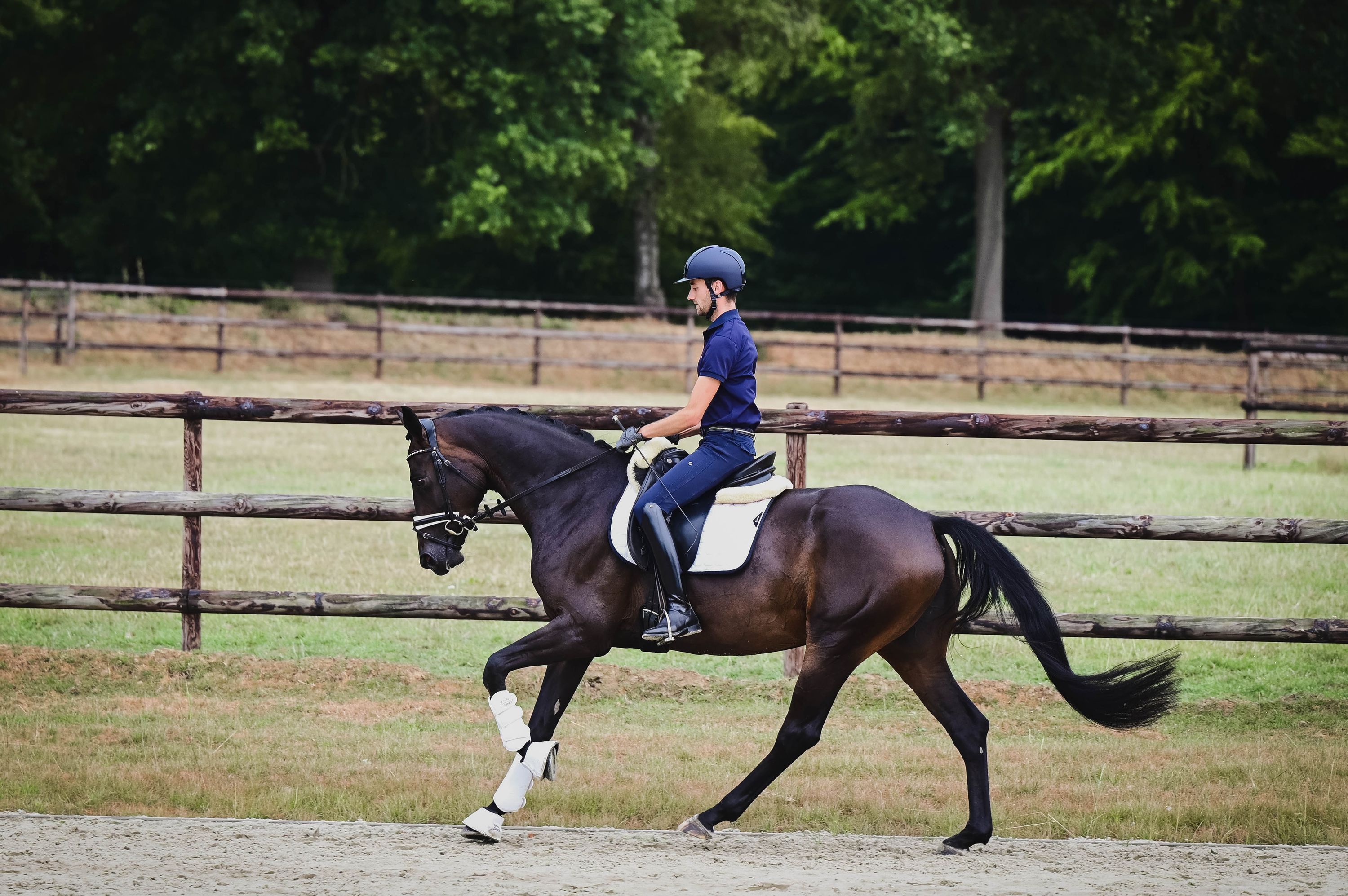 kwpn dressuurpaard merrie 4 år donkerbruin till salu - Foto 4
