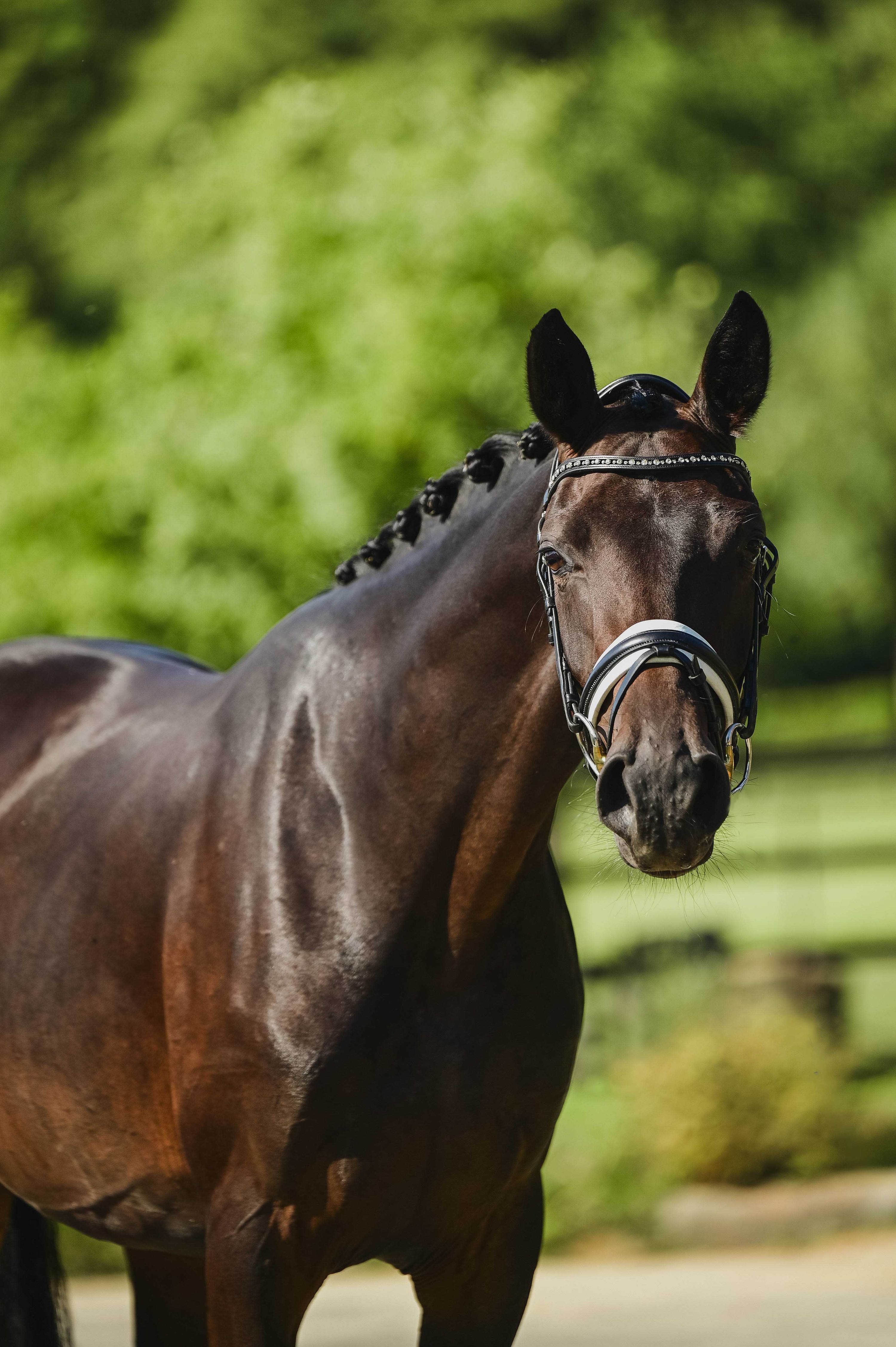 kwpn dressuurpaard merrie 4 år donkerbruin till salu - Foto 5
