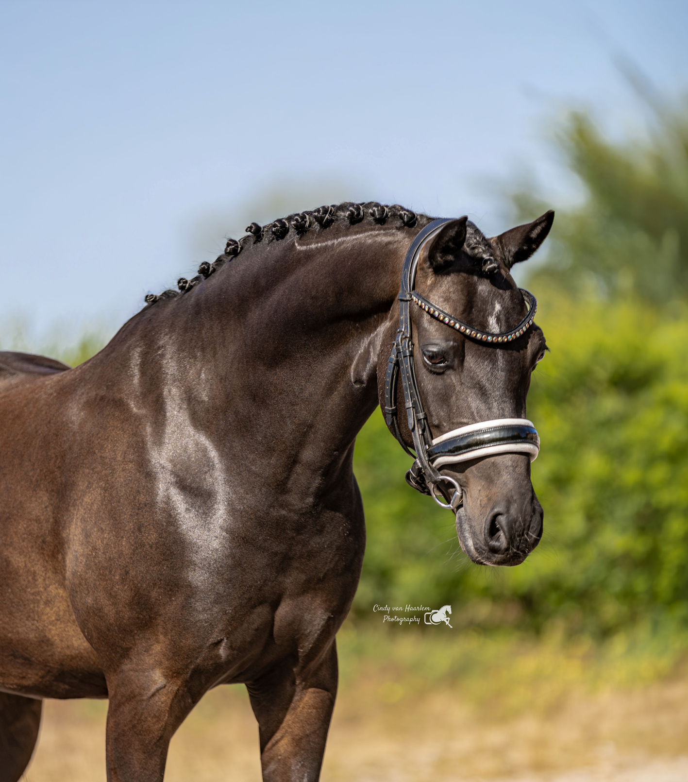 Talentueux poney D de 9 ans. Dressage niveau Z