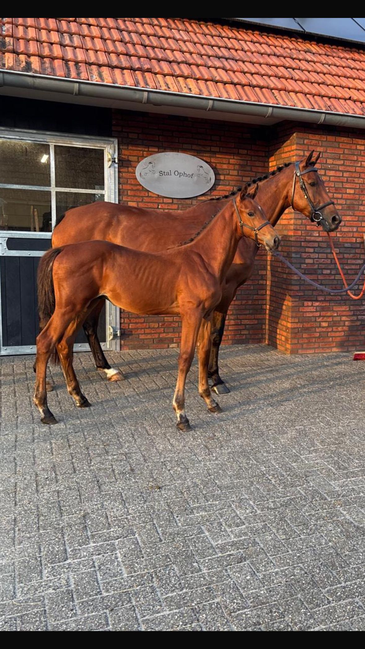 For sale: Talented pregnant KWPN mare (2020) – by Donthargos