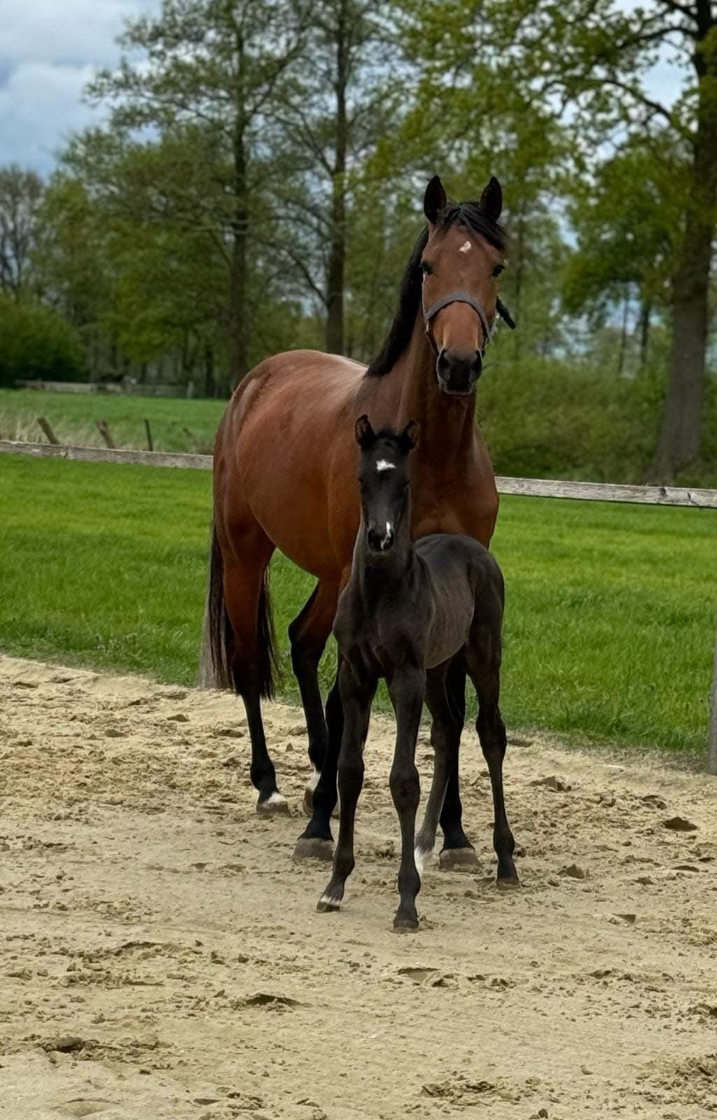kwpn springpaard merrie 6 ani donkerbruin de vânzare - Foto 2