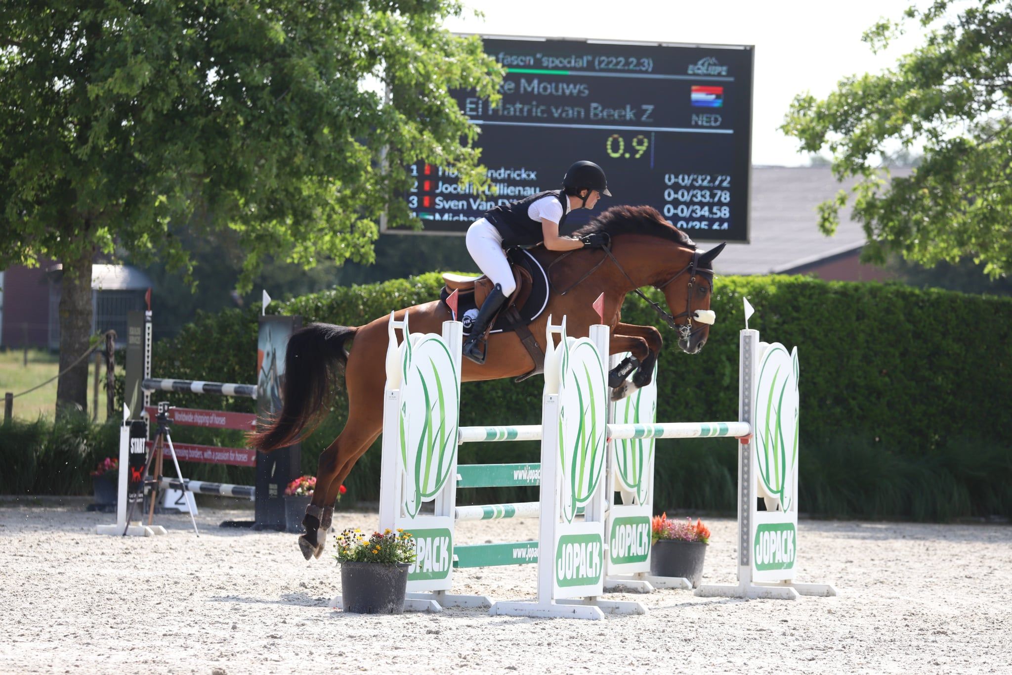 El salvador springpaard ruin 10 歳 donkerbruin 売り出し中 - 写真 2