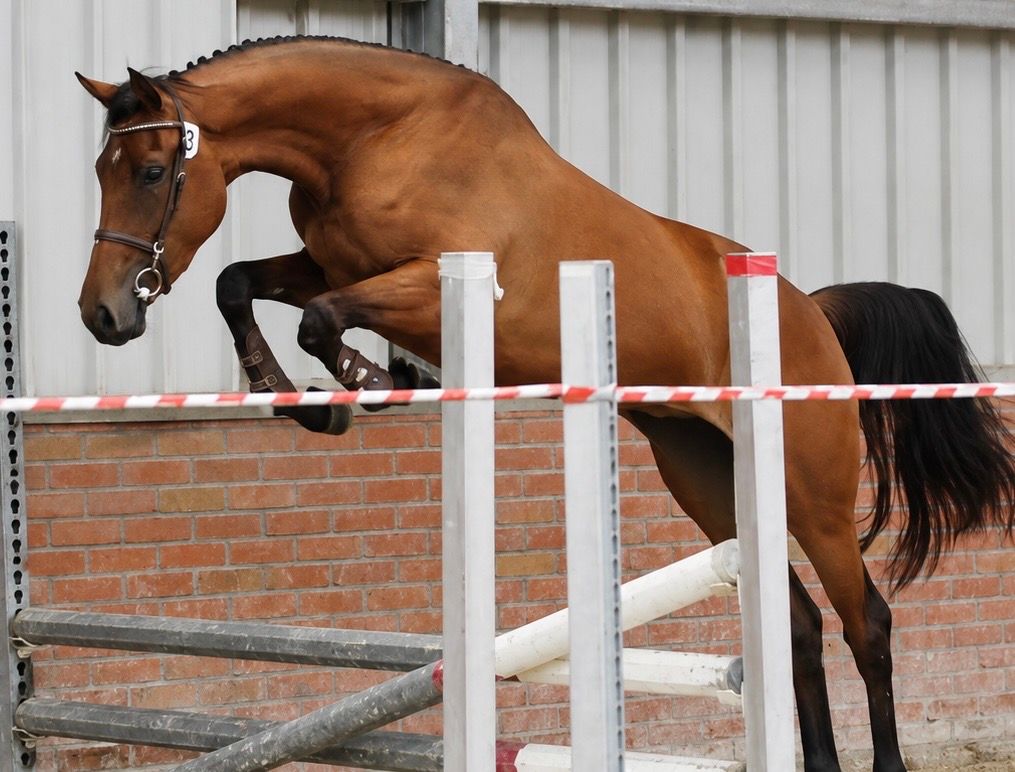 kwpn springpaard merrie 6 ani donkerbruin de vânzare - Foto 3