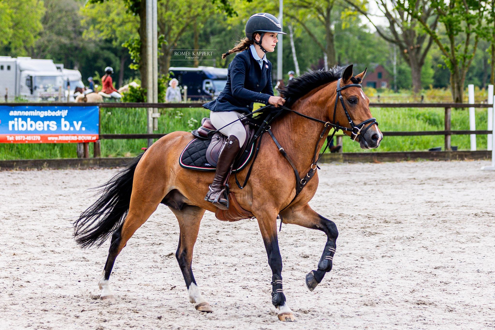 Étalon reproducteur poney New Forest approuvé avec beaucoup de moyens à l'obstacle