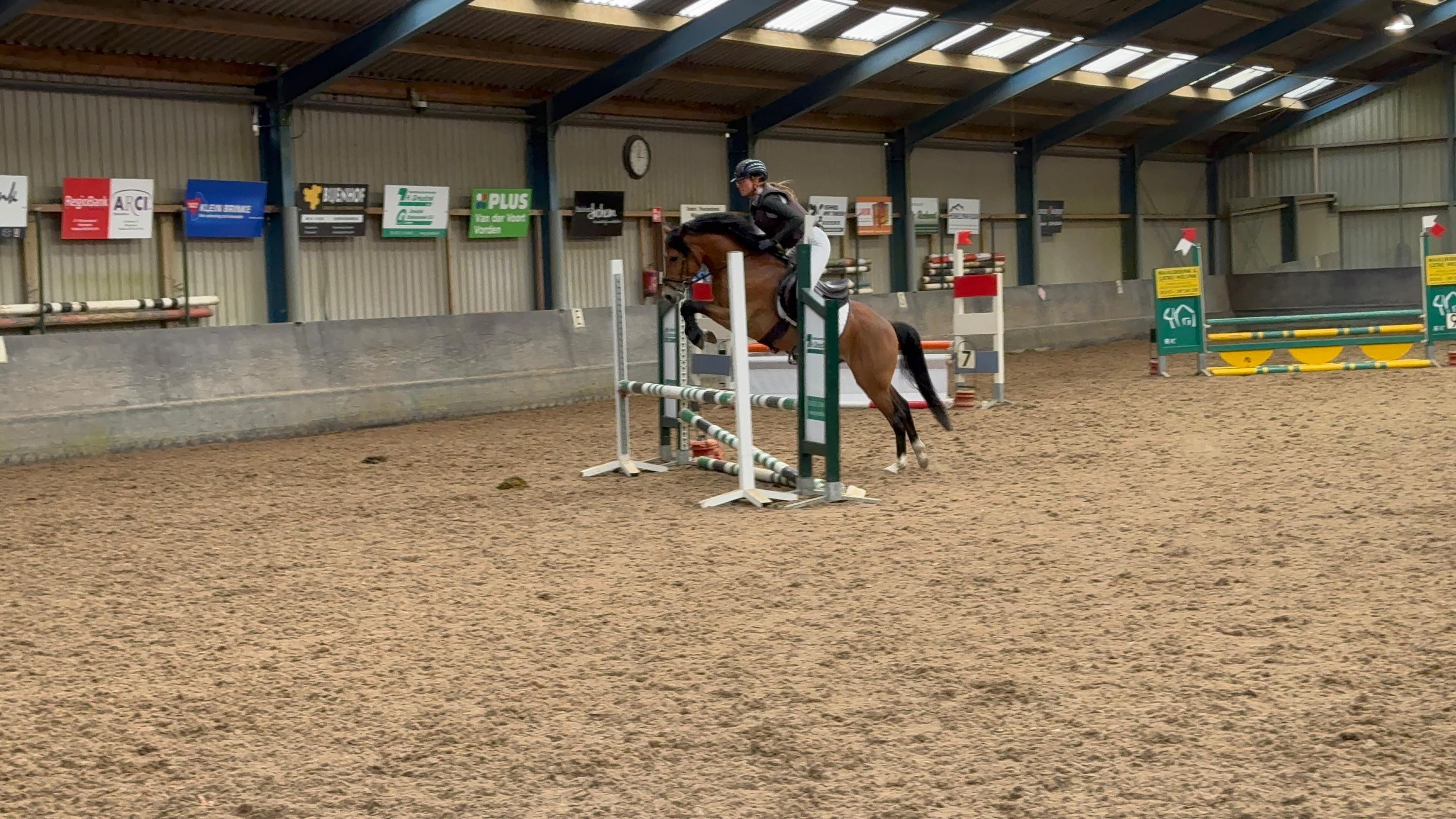 new-forest allround-pony hengst 4 jaar donkerbruin te koop - Foto 3