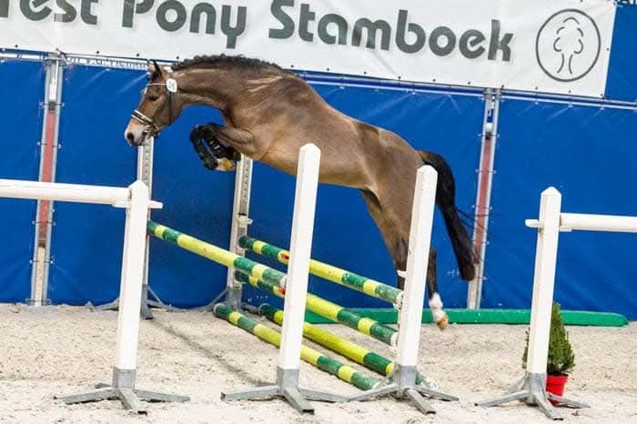 new-forest allround-pony hengst 4 jaar donkerbruin te koop - Foto 2