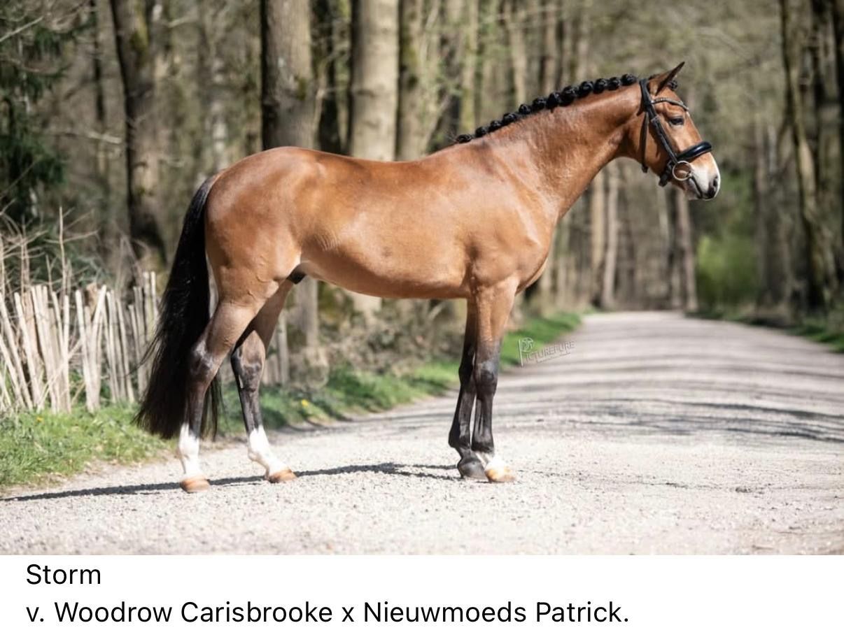 new-forest allround-pony hengst 4 jaar donkerbruin te koop - Foto 4