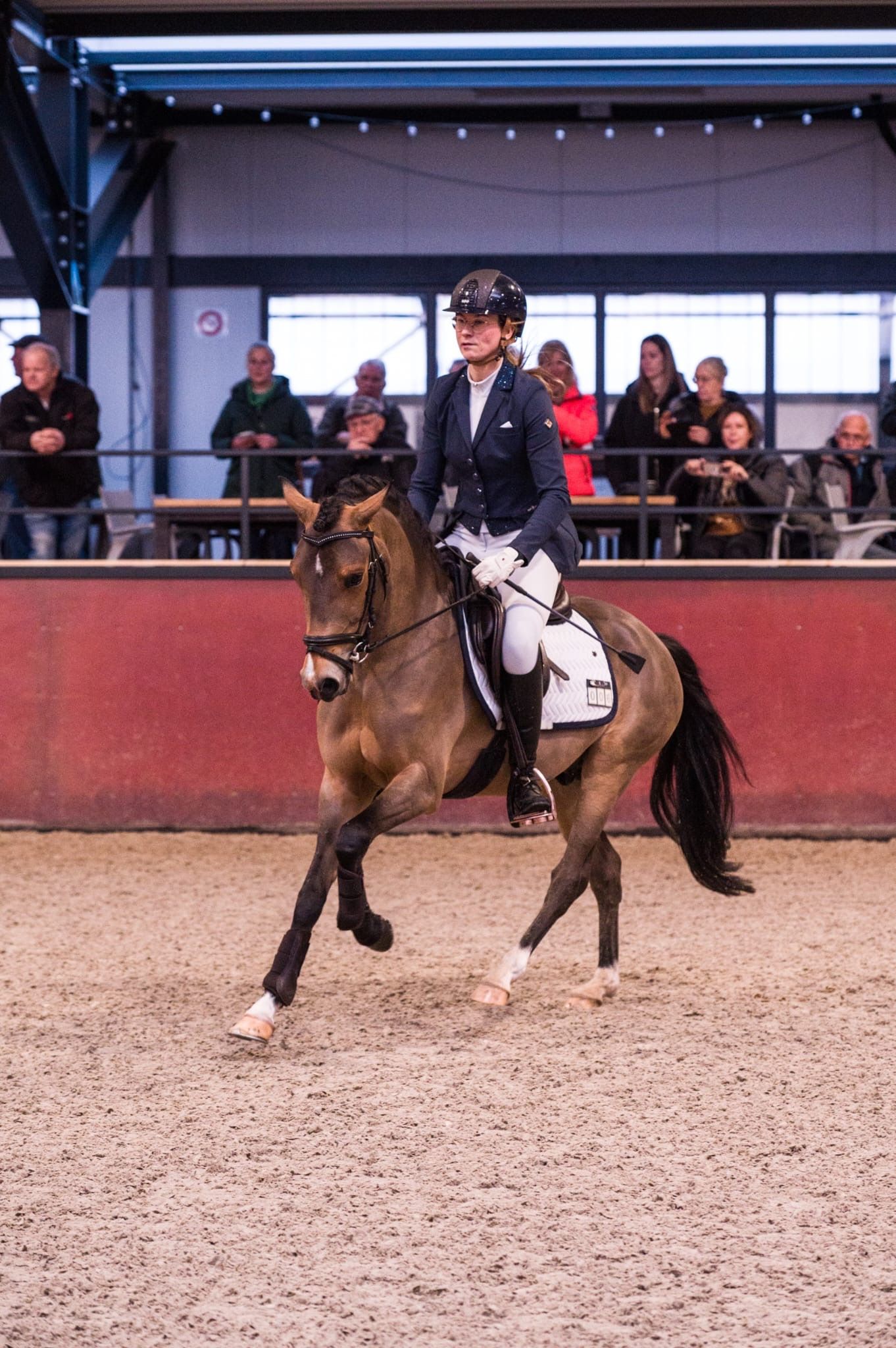 new-forest allround-pony hengst 4 jaar donkerbruin te koop - Foto 5