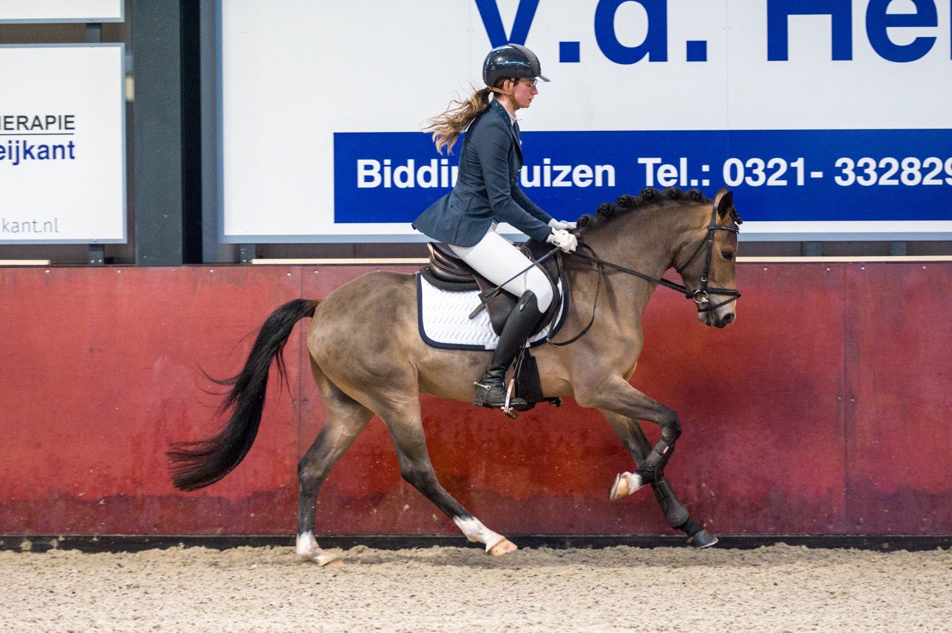new-forest allround-pony hengst 4 jaar donkerbruin te koop - Foto 6