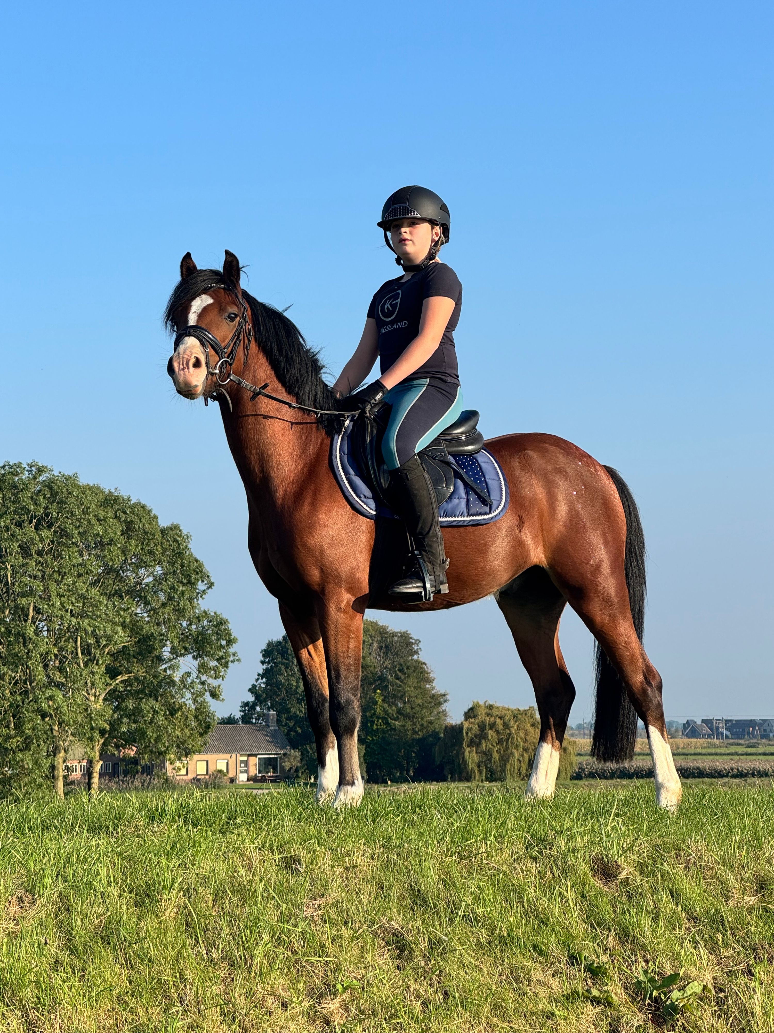 welsh allround-pony ruin 4 years old donkerbruin for sale - Photo 3