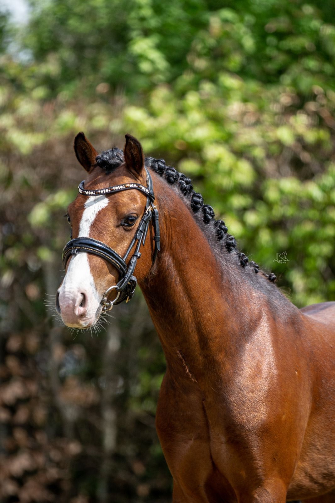 Very handsome and smart Welsh C-pony