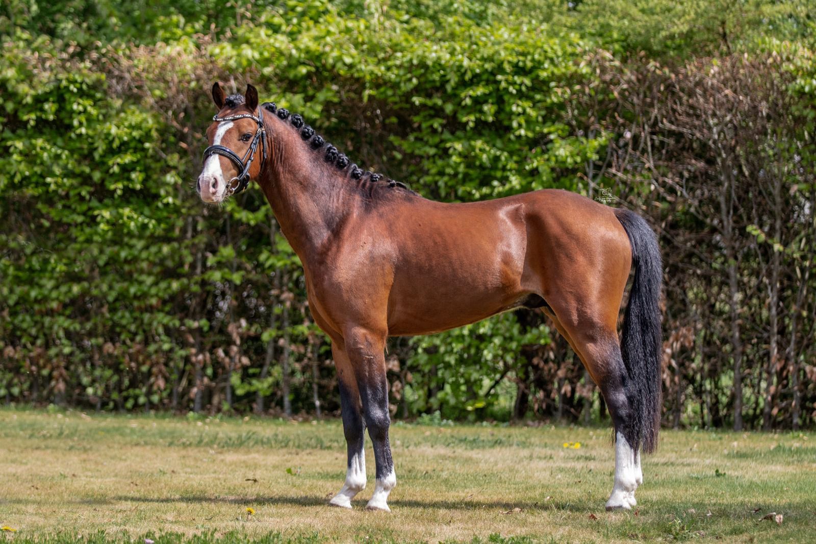 welsh allround-pony ruin 4 years old donkerbruin for sale - Photo 2
