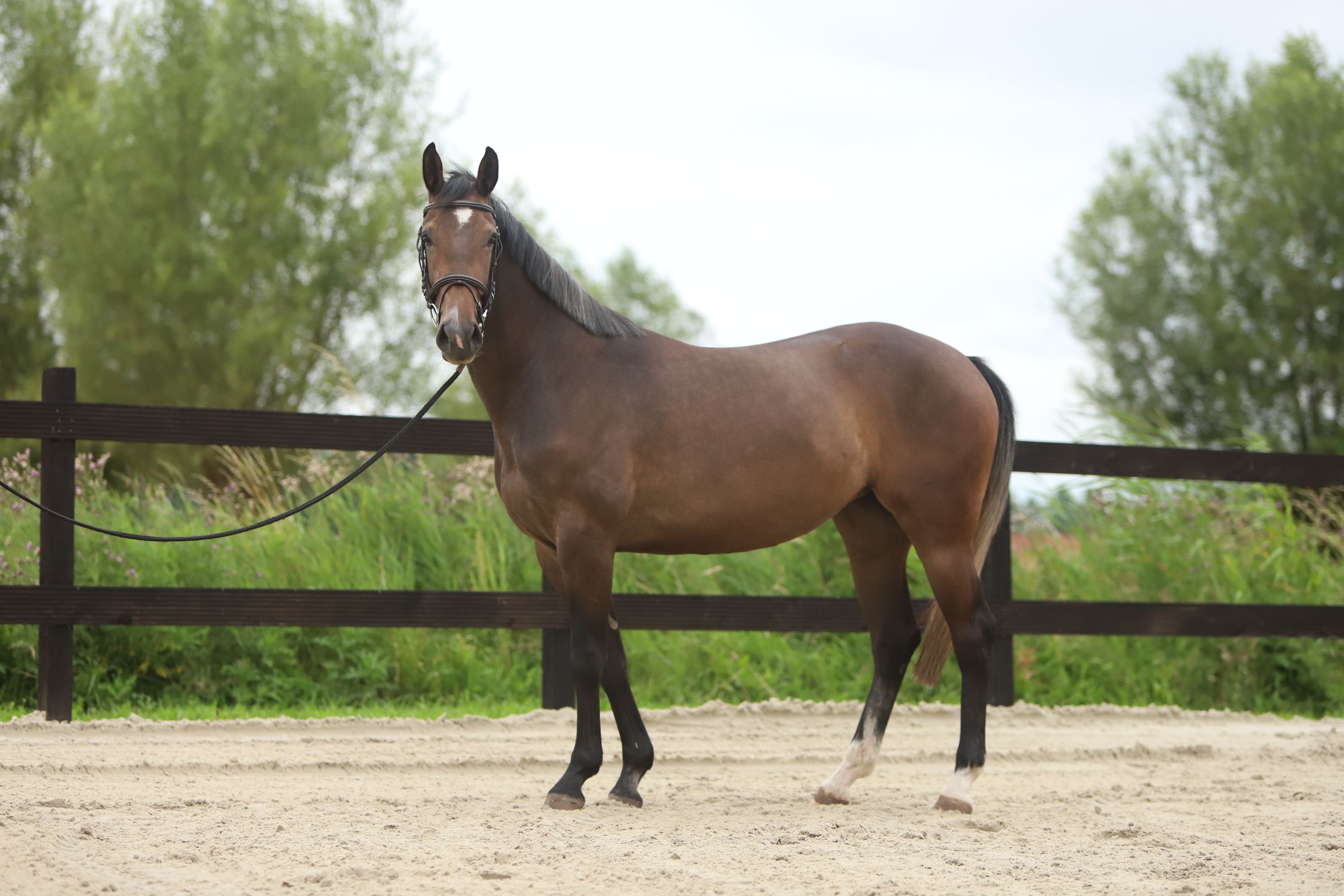 kwpn springpaard merrie 4 jaar bruin te koop - Foto 2