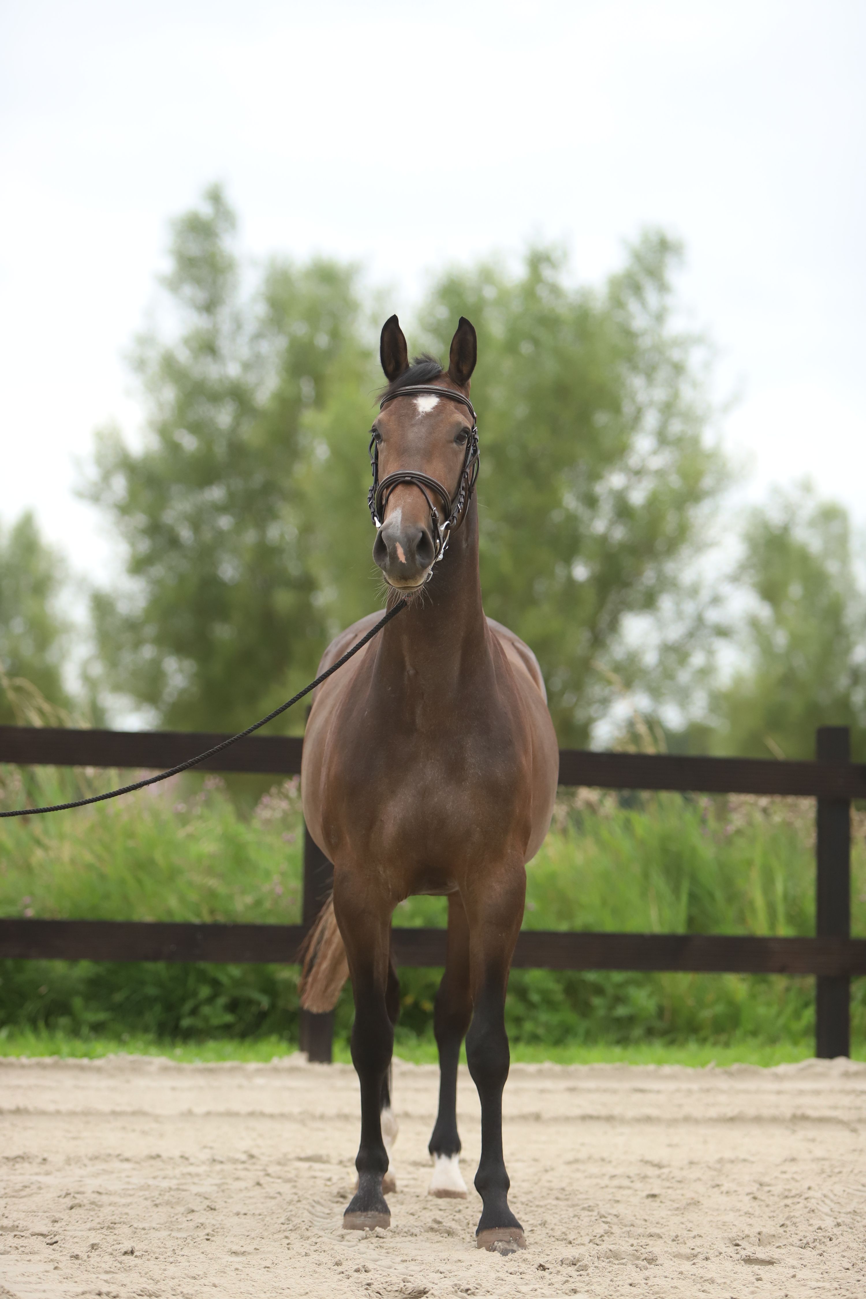 kwpn springpaard merrie 4 jaar bruin te koop - Foto 3