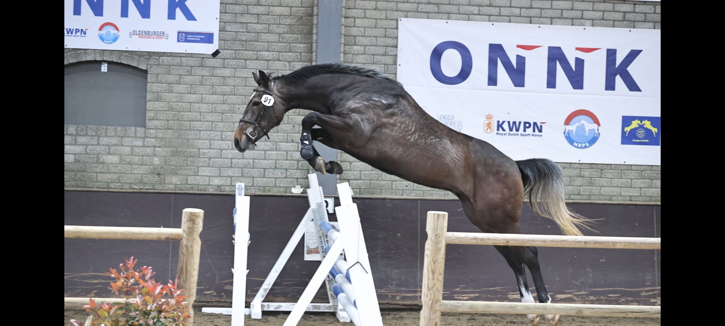 4 jarige springmerrie Cohinoor VDL