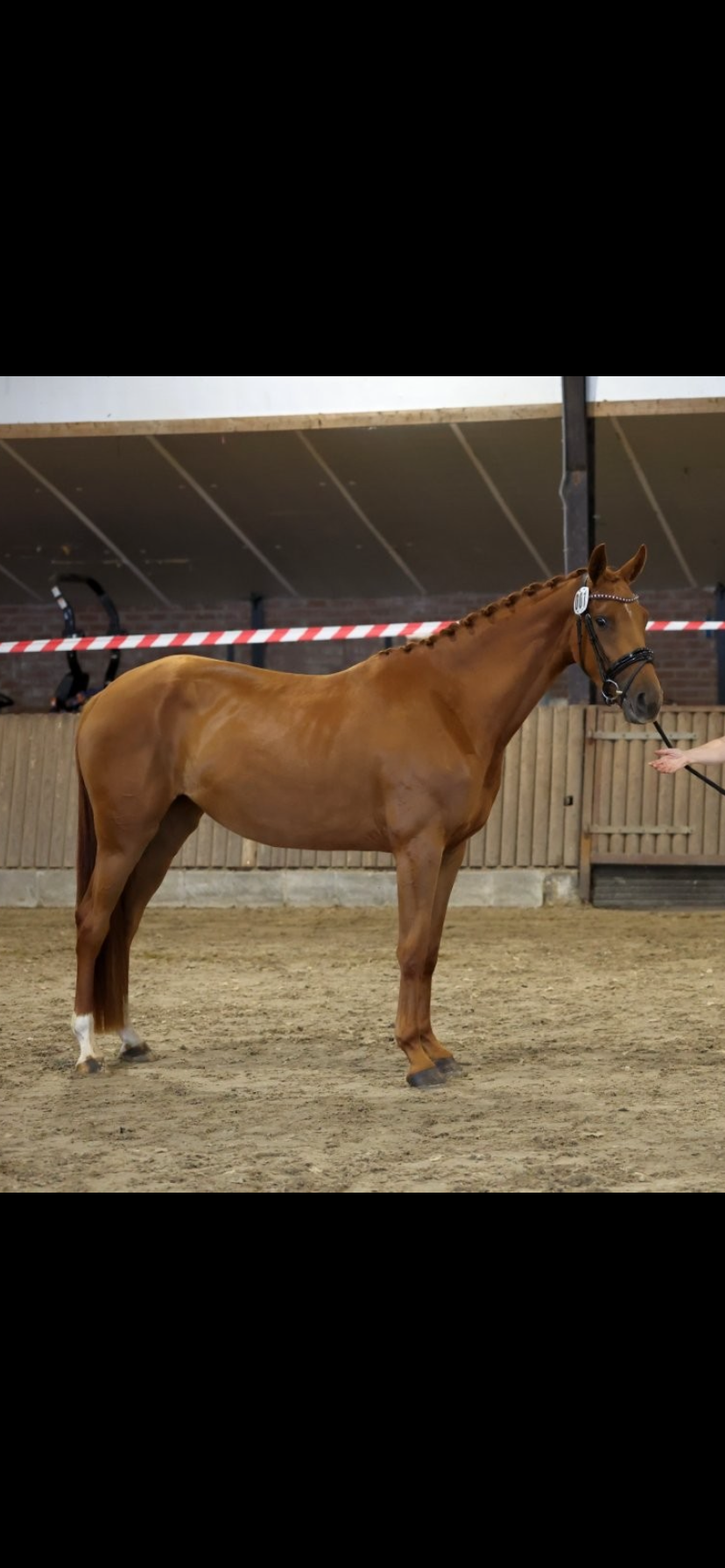 Te koop: 3 jarige merrie v. McLaren