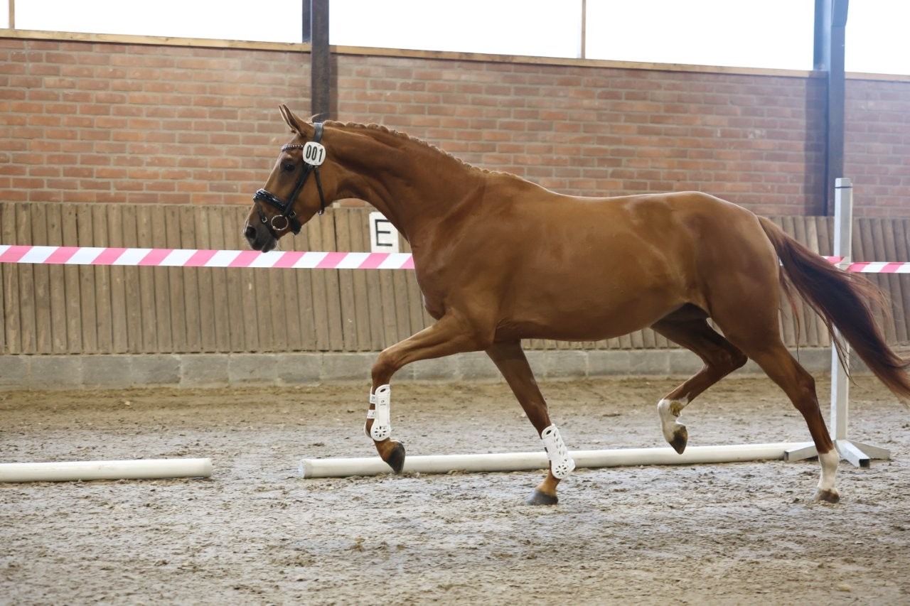 kwpn dressuurpaard merrie 3 jaar vos te koop - Foto 3