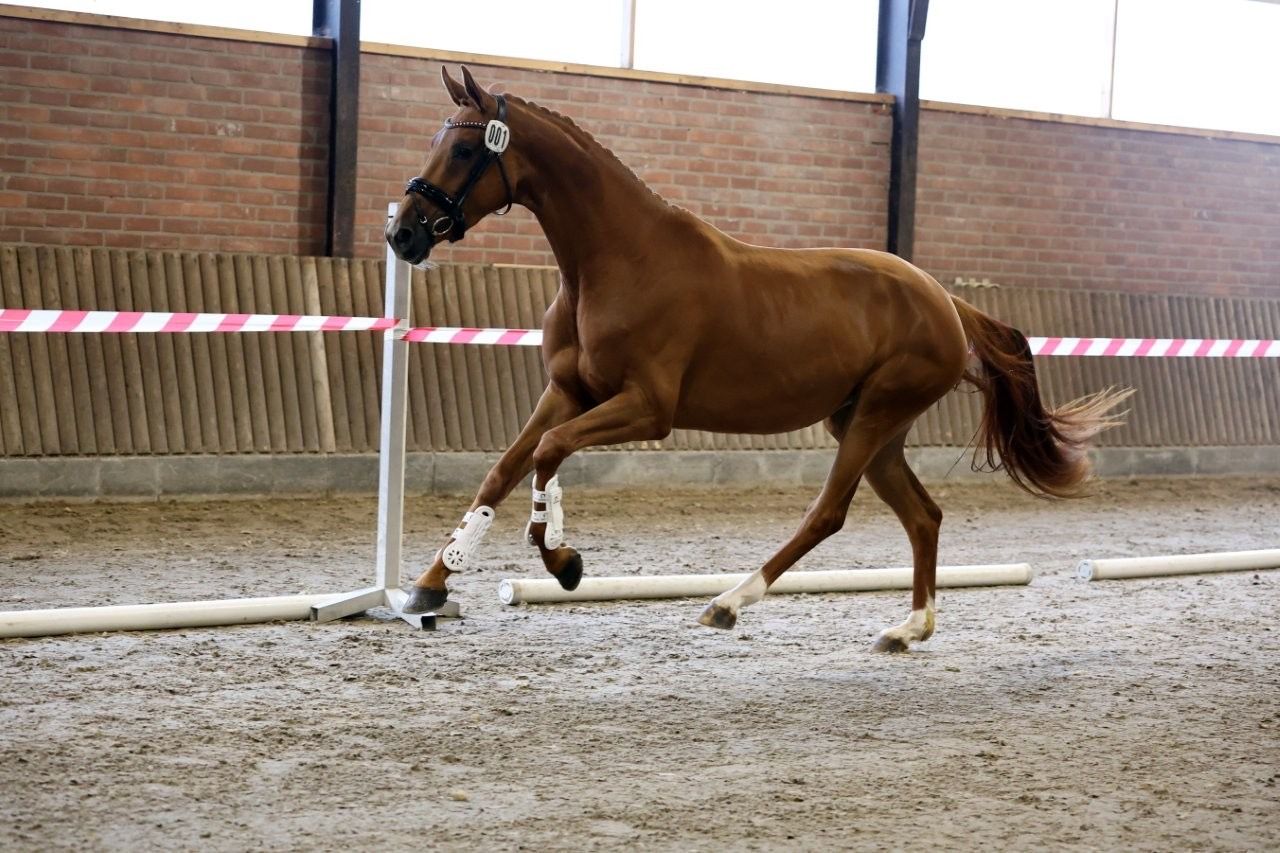 kwpn dressuurpaard merrie 3 jaar vos te koop - Foto 2