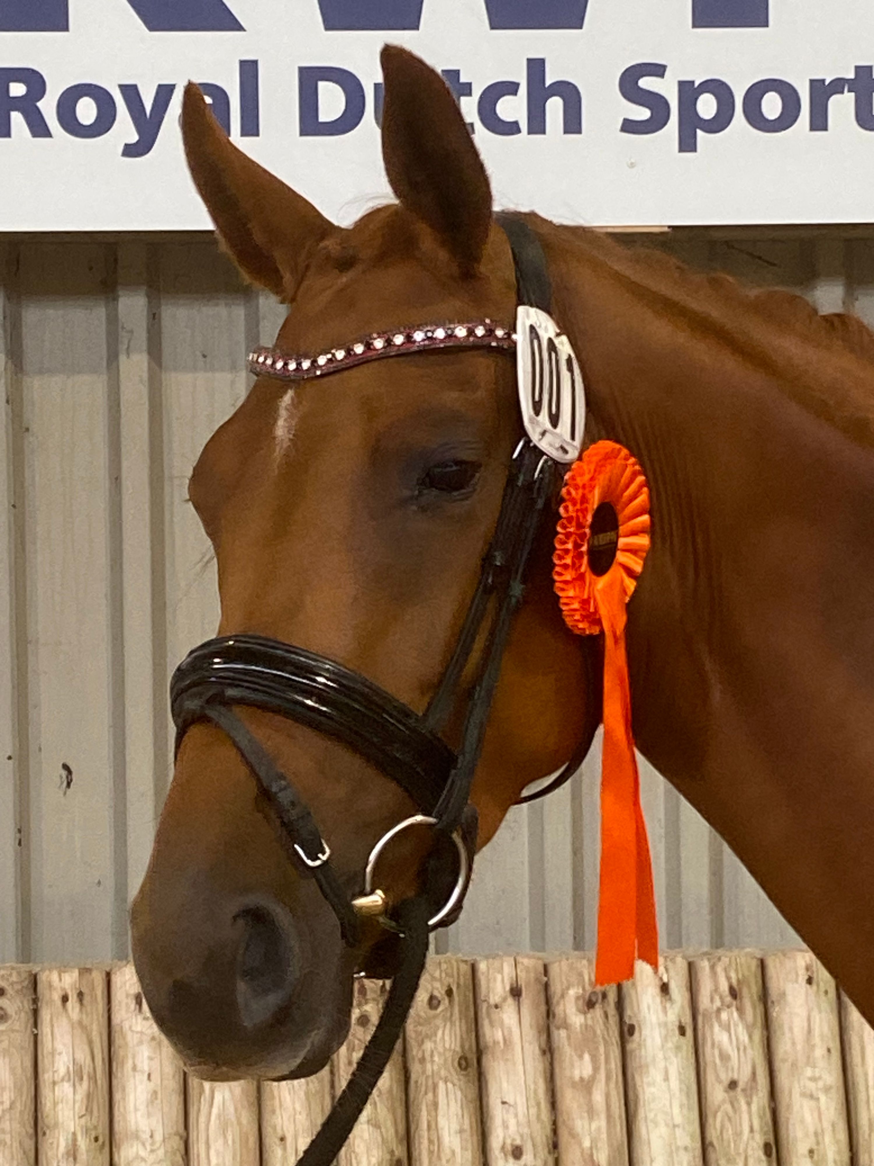 kwpn dressuurpaard merrie 3 jaar vos te koop - Foto 4