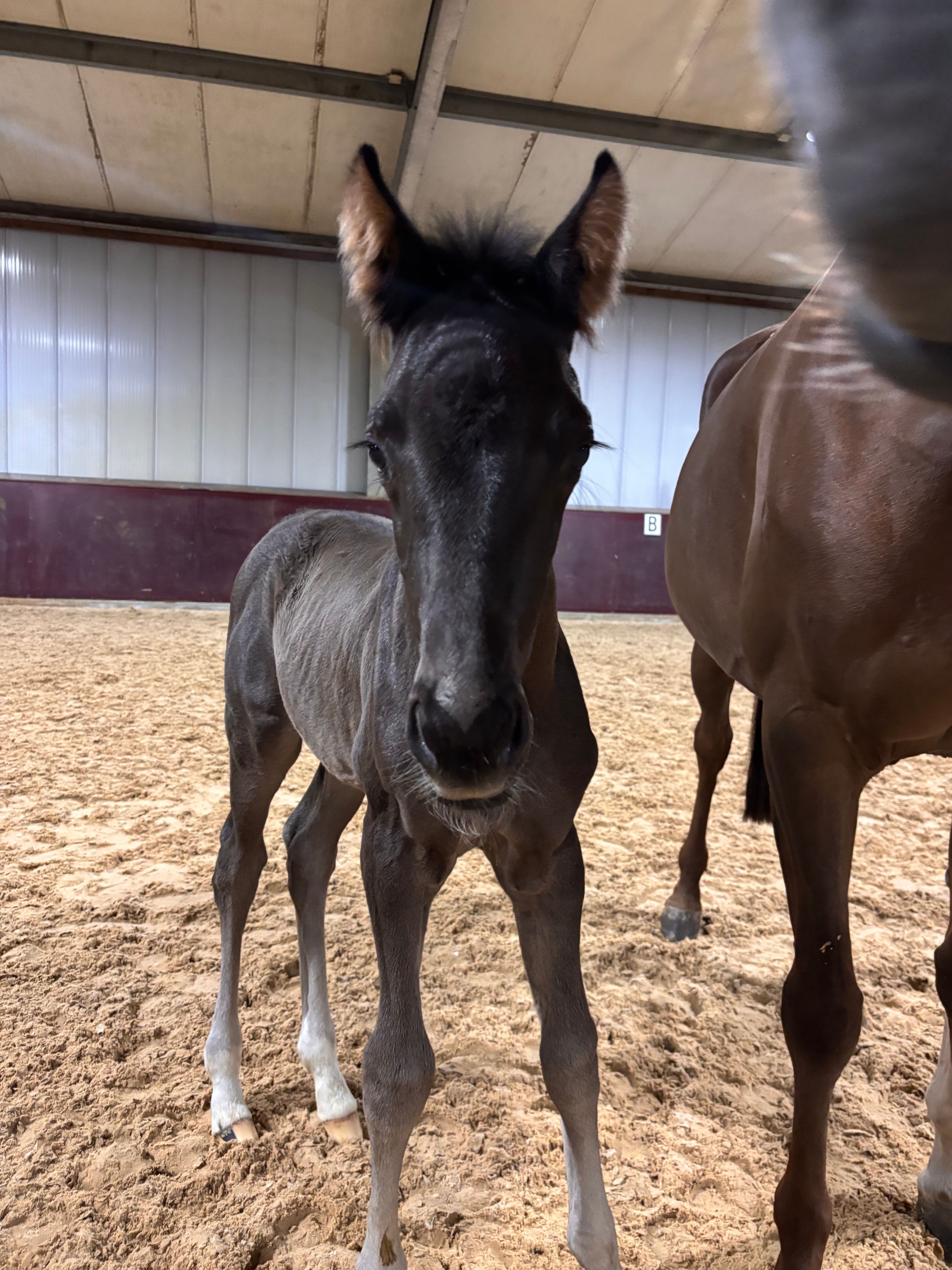 KWPN dressuurpaard hengst 0 år zwart till salu - Foto 2