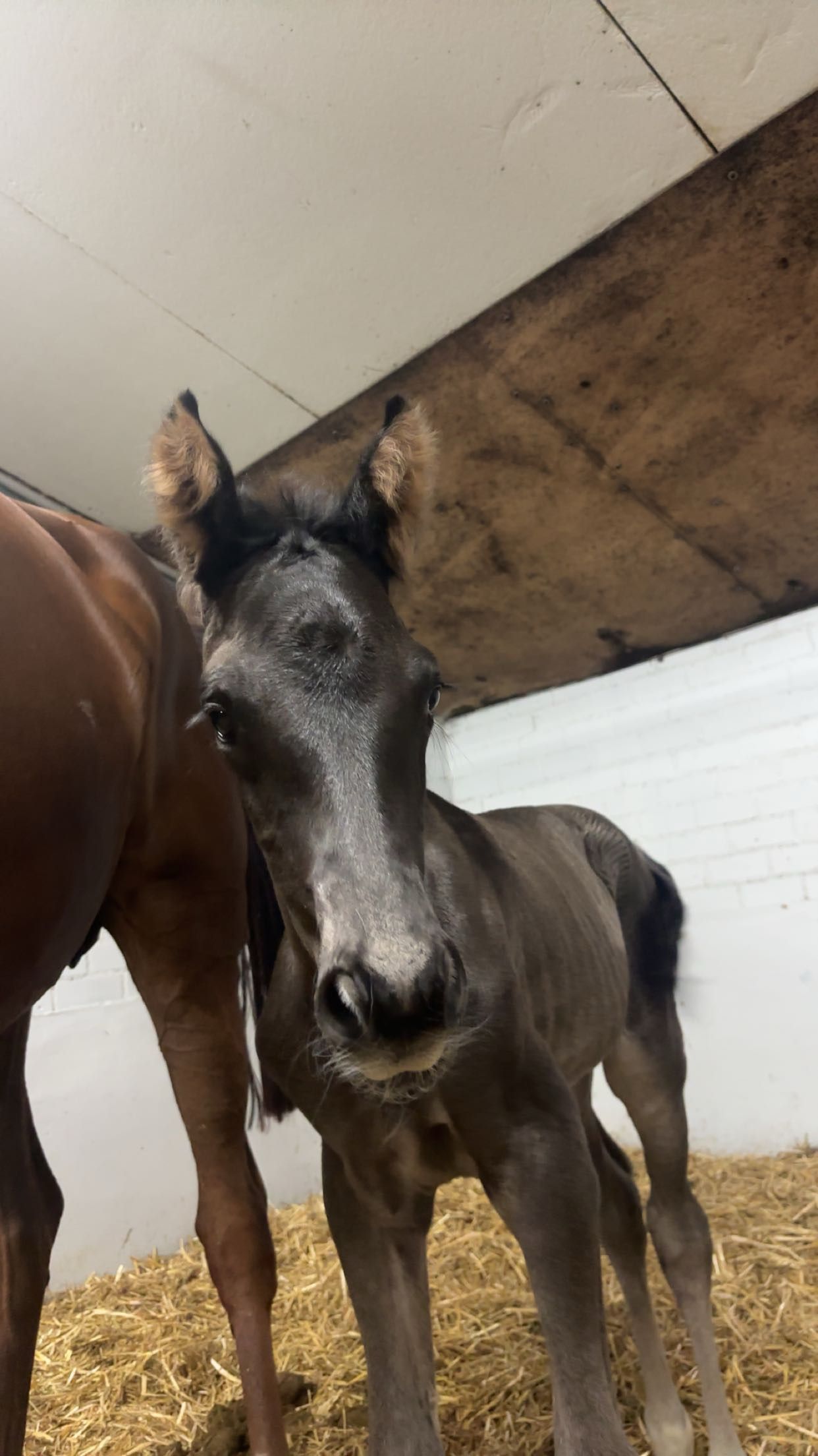 KWPN dressuurpaard hengst 0 år zwart till salu - Foto 3