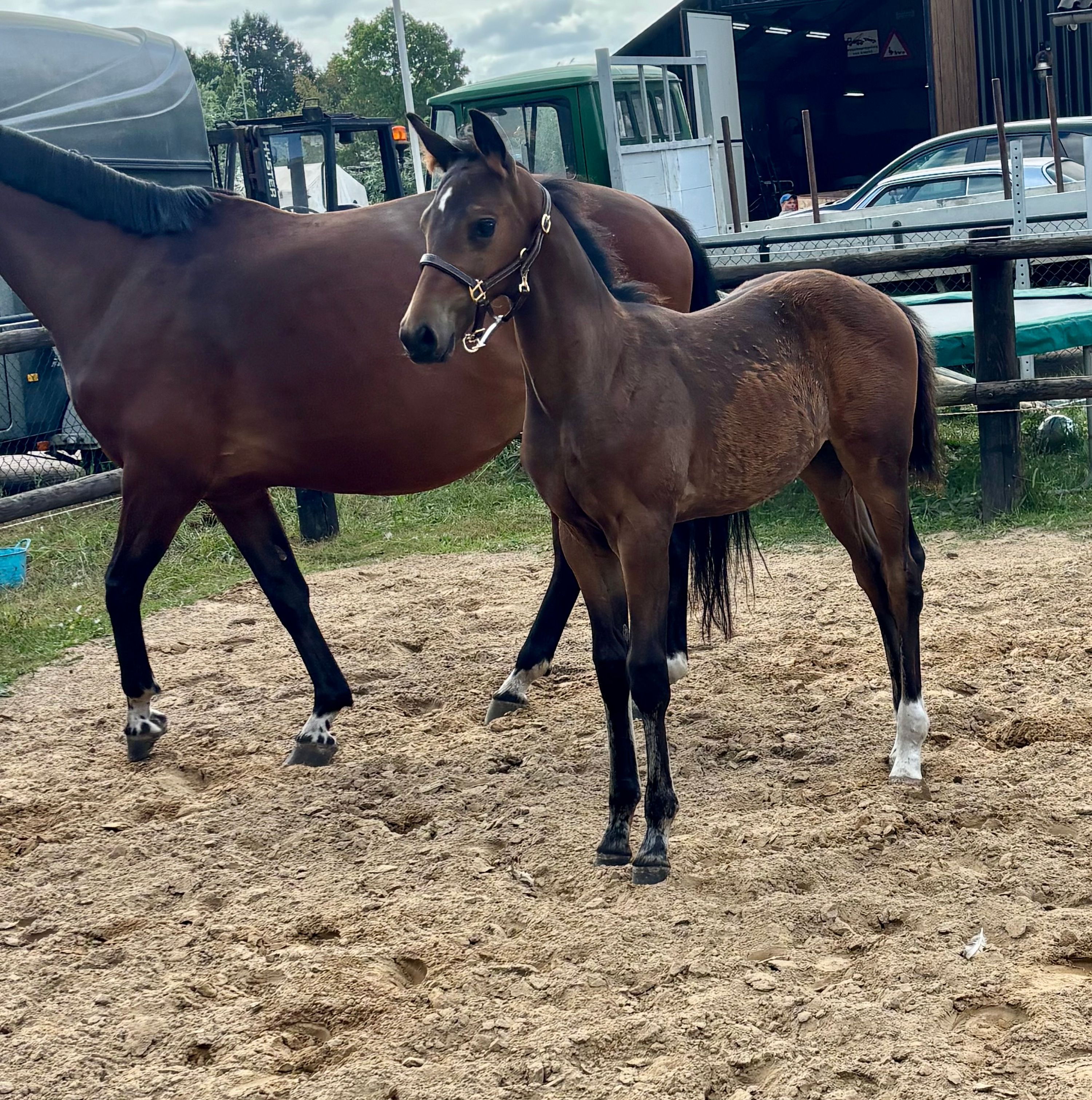 kwpn dressuurpaard hengst 0 jaar donkerbruin te koop - Foto 3