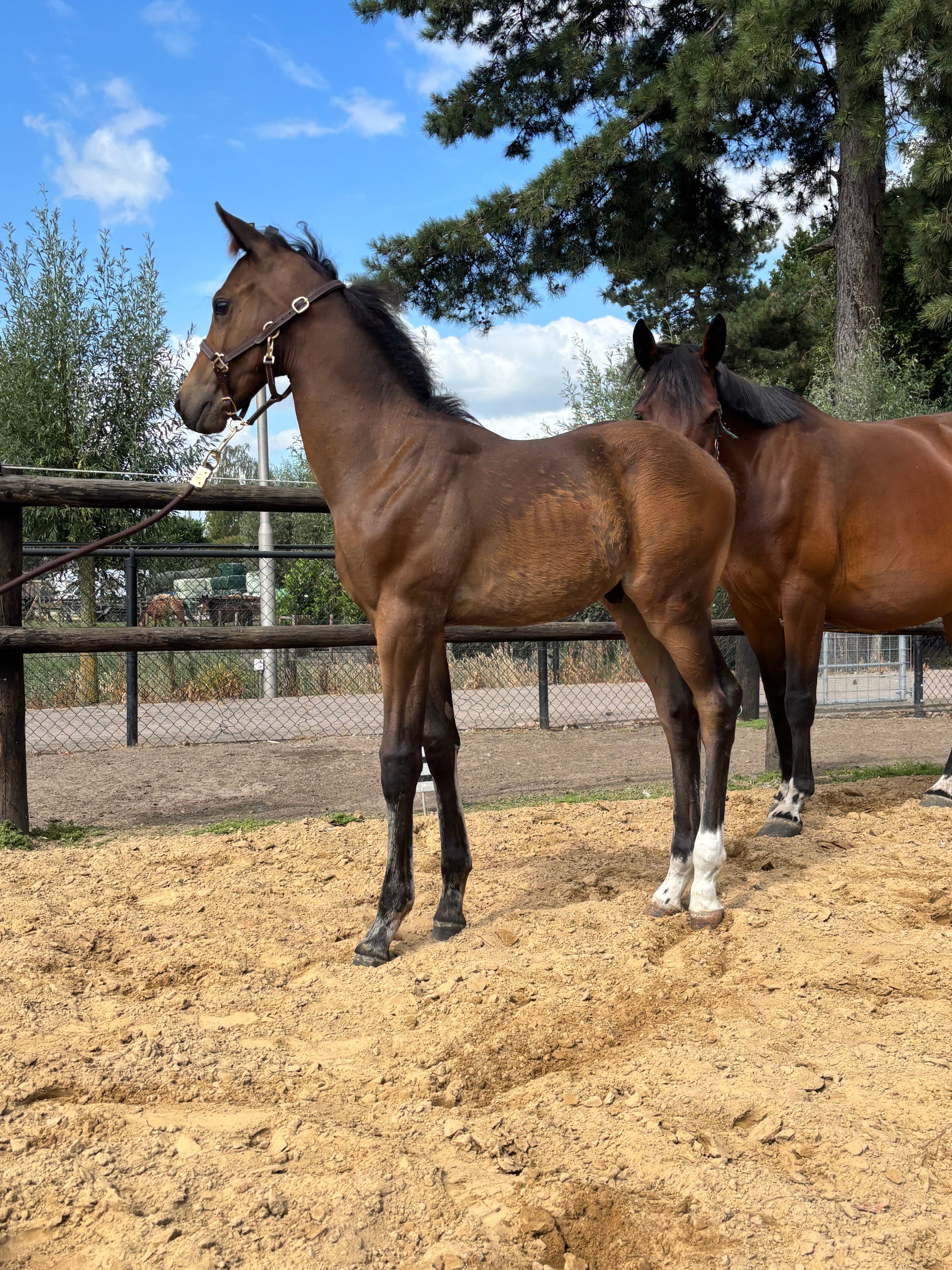 kwpn dressuurpaard hengst 0 jaar donkerbruin te koop - Foto 4