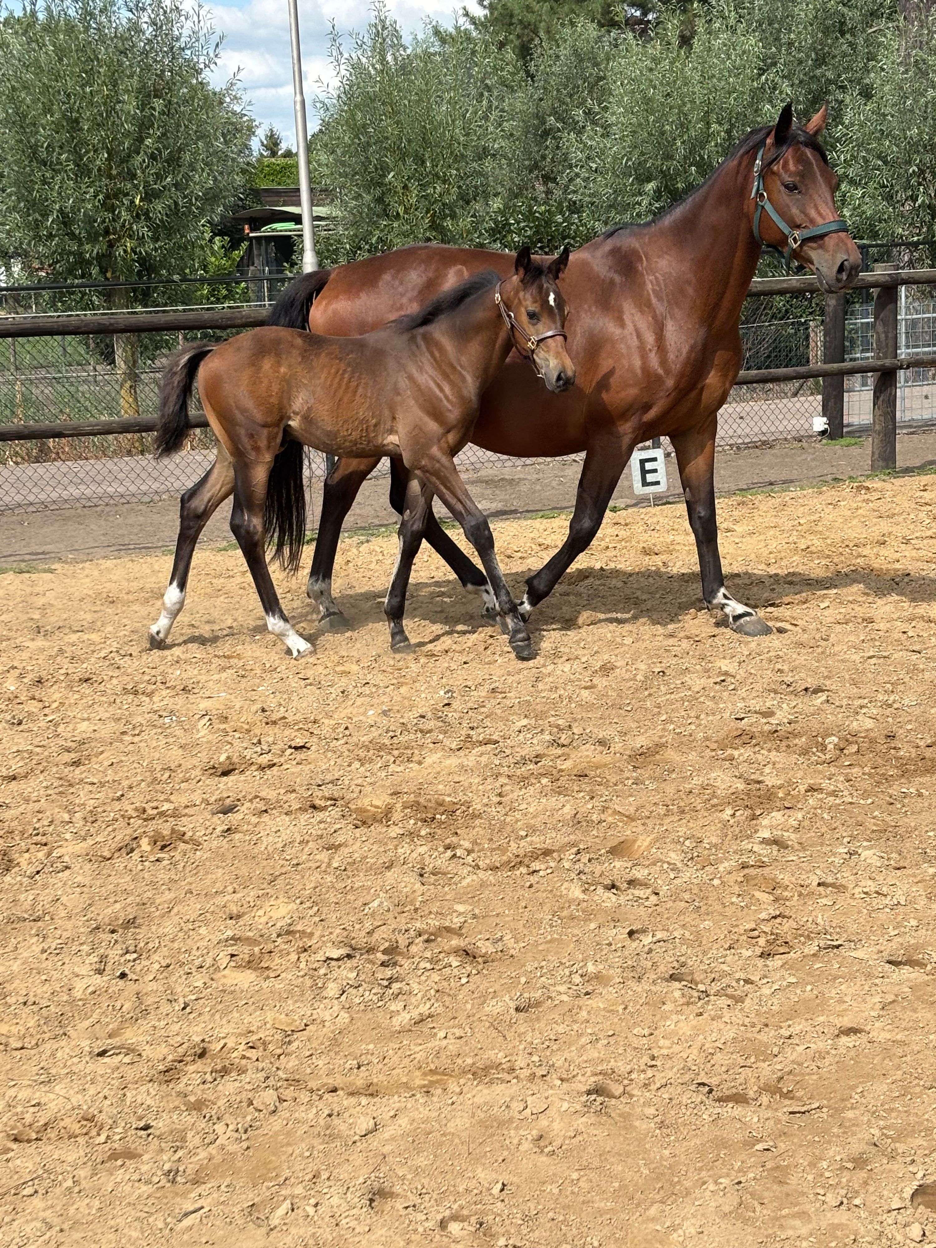 kwpn dressuurpaard hengst 0 jaar donkerbruin te koop - Foto 5