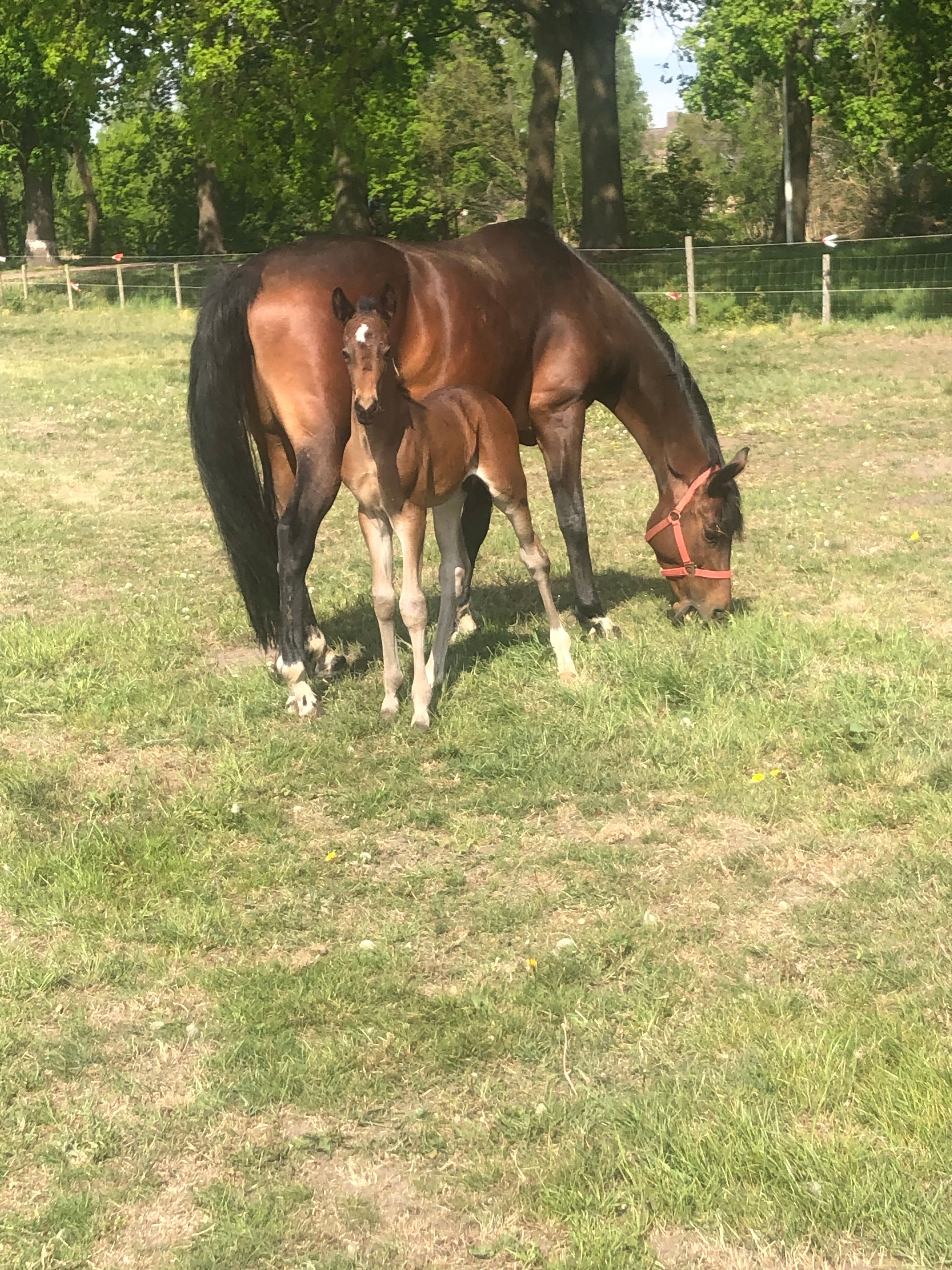 knappe hengst veulen scaramouche