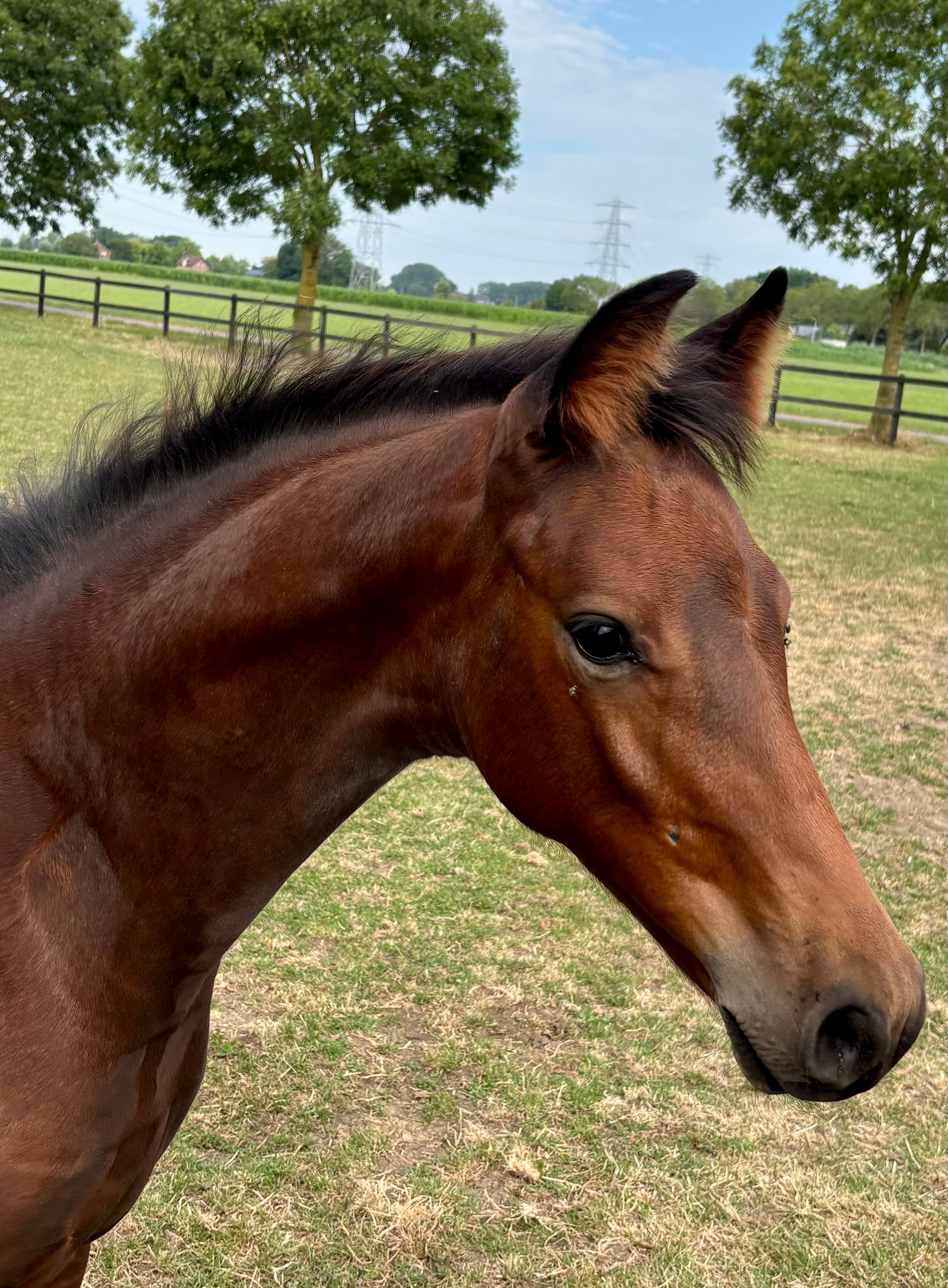 kwpn dressuurpaard hengst 0 jaar bruin te koop - Foto 2