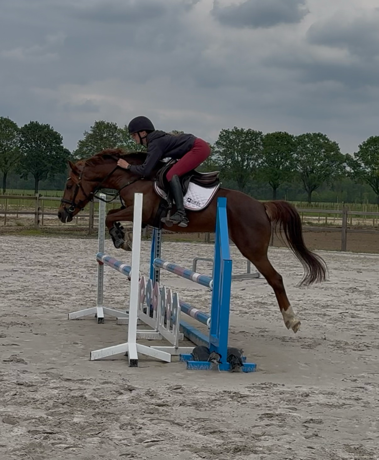 new-forest allround-pony merrie 6 jaar vos te koop - Foto 2