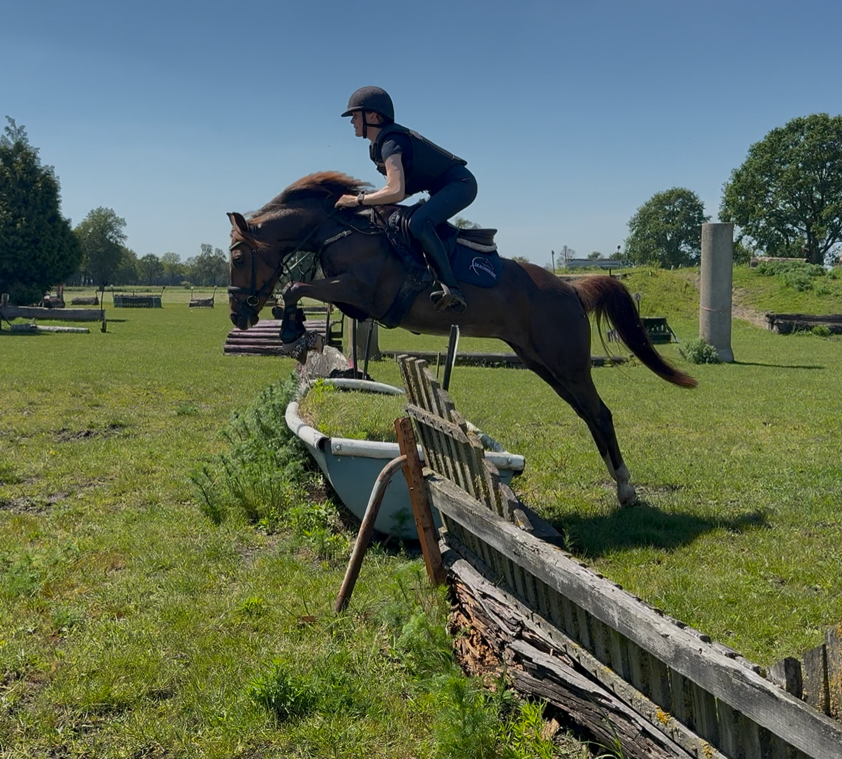 new-forest allround-pony merrie 6 jaar vos te koop - Foto 5